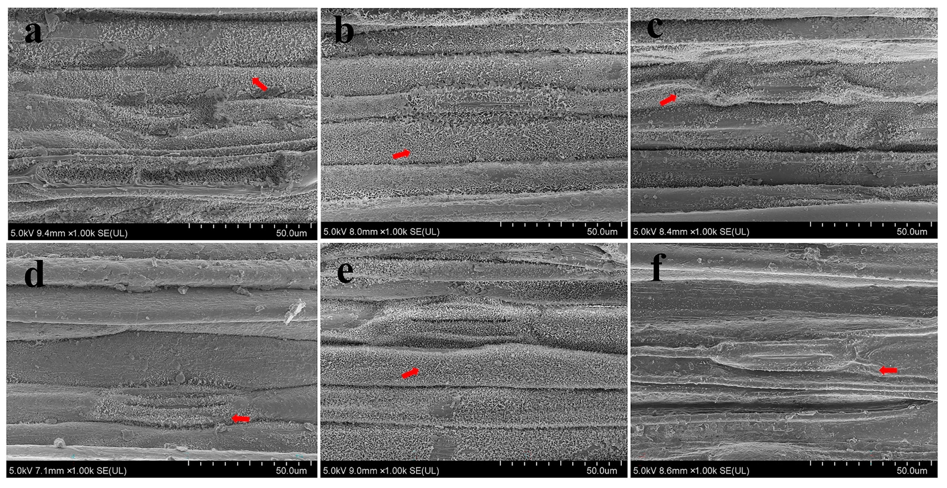 Agronomy 15 00408 g006