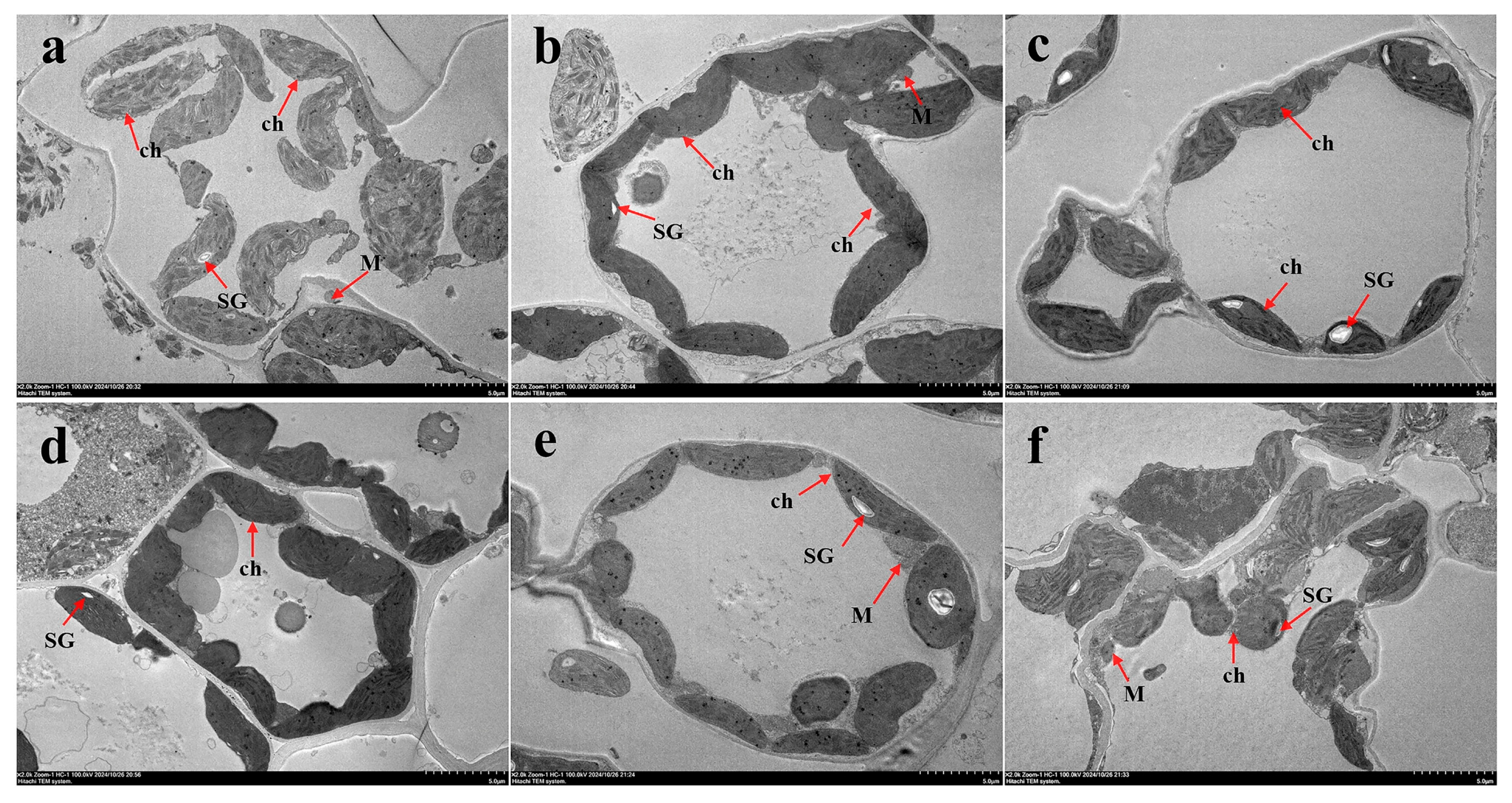 Agronomy 15 00408 g007