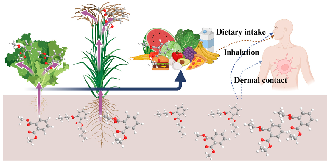 Agronomy 15 00433 g002
