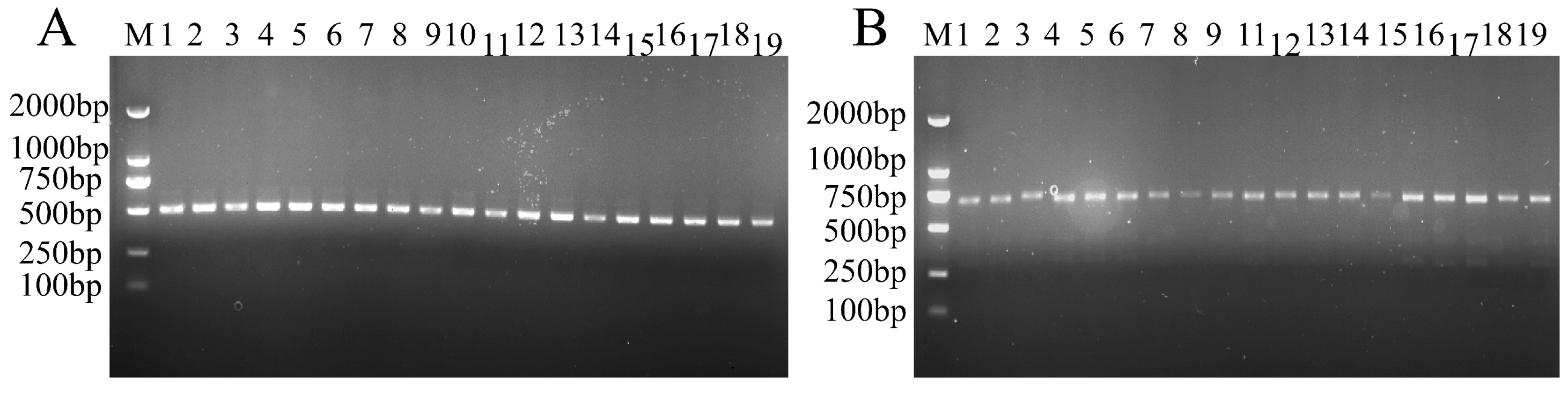 Agronomy 15 00508 g001