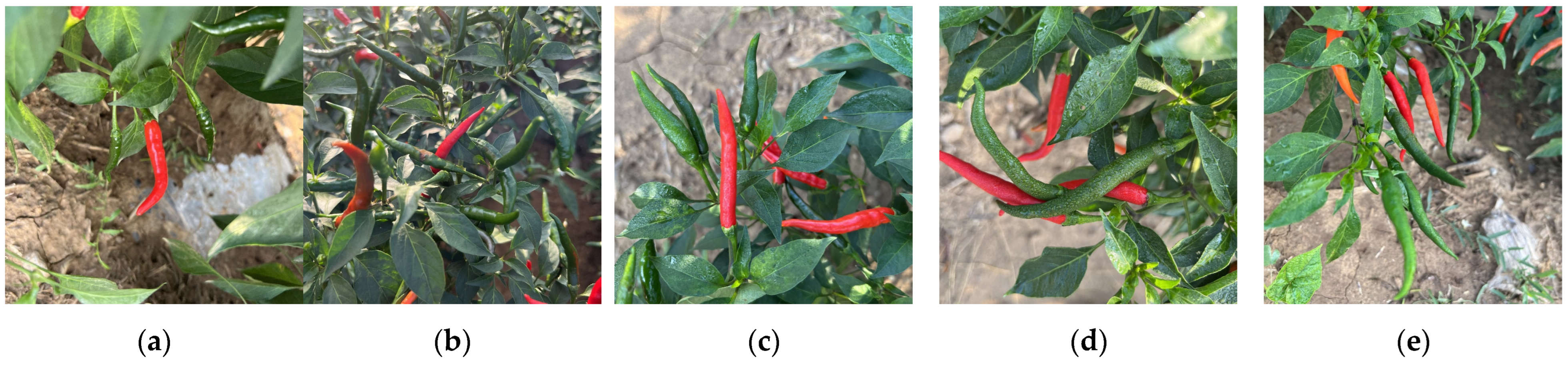 Agronomy 15 00537 g001