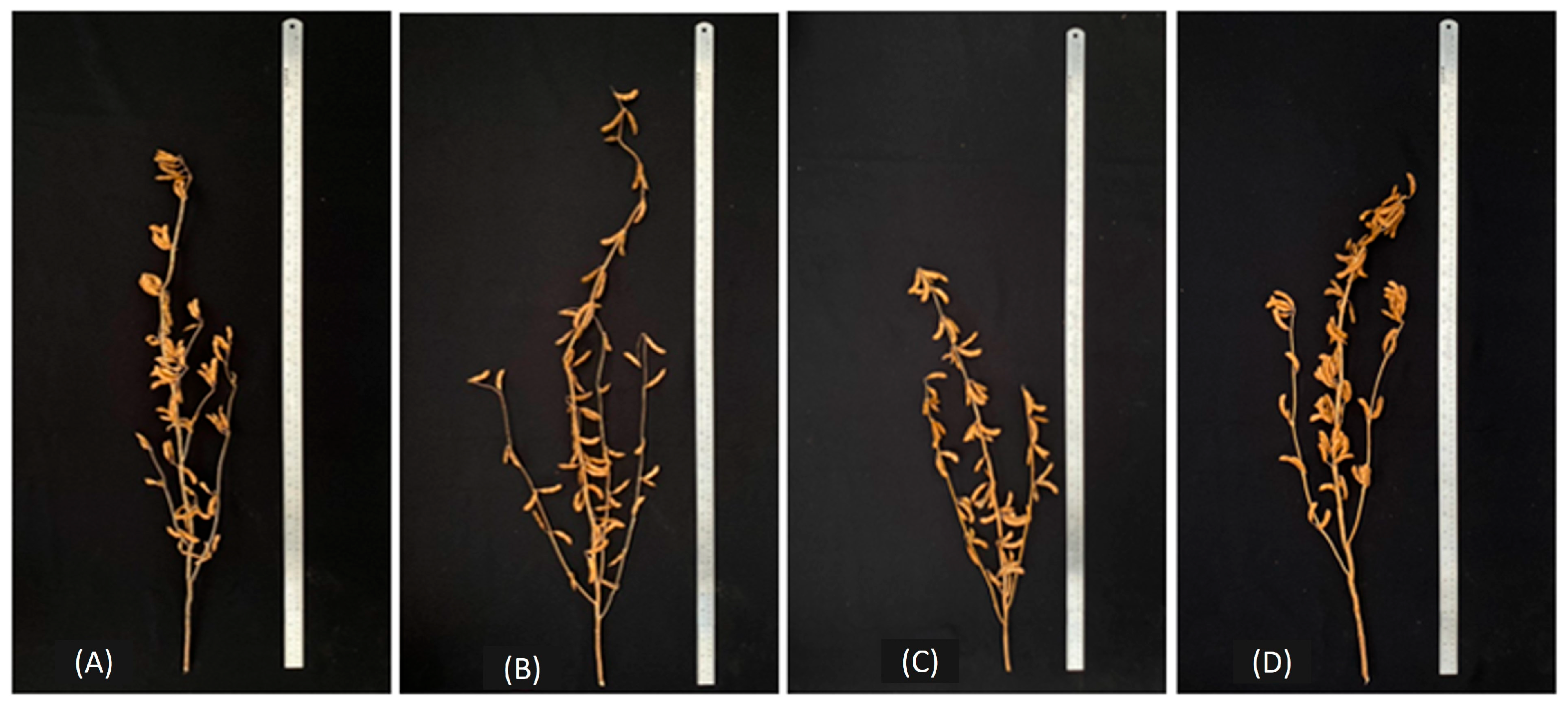 Agronomy 15 00600 g002