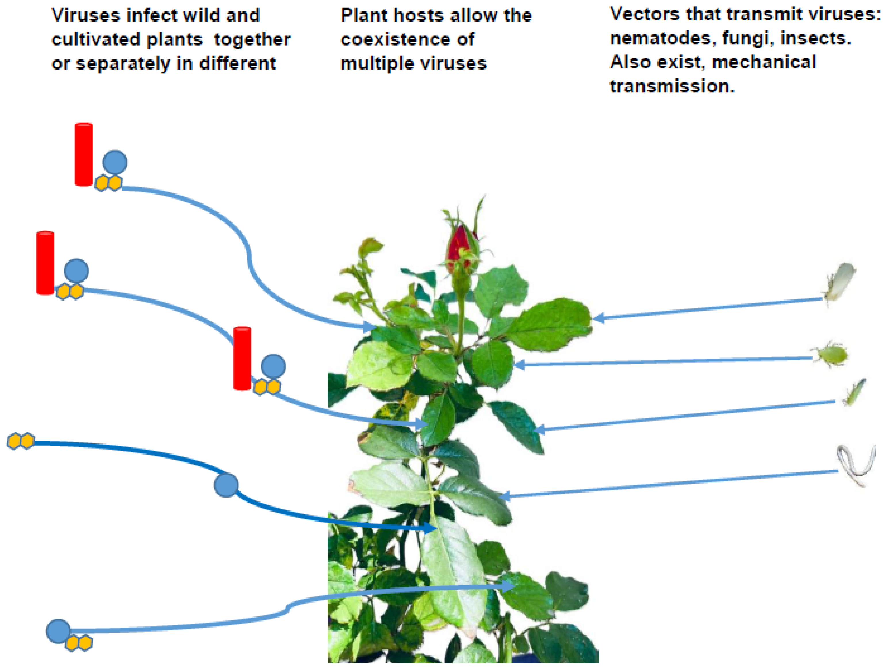 Agronomy 15 00620 g001 Agronomy 15 00620 g001