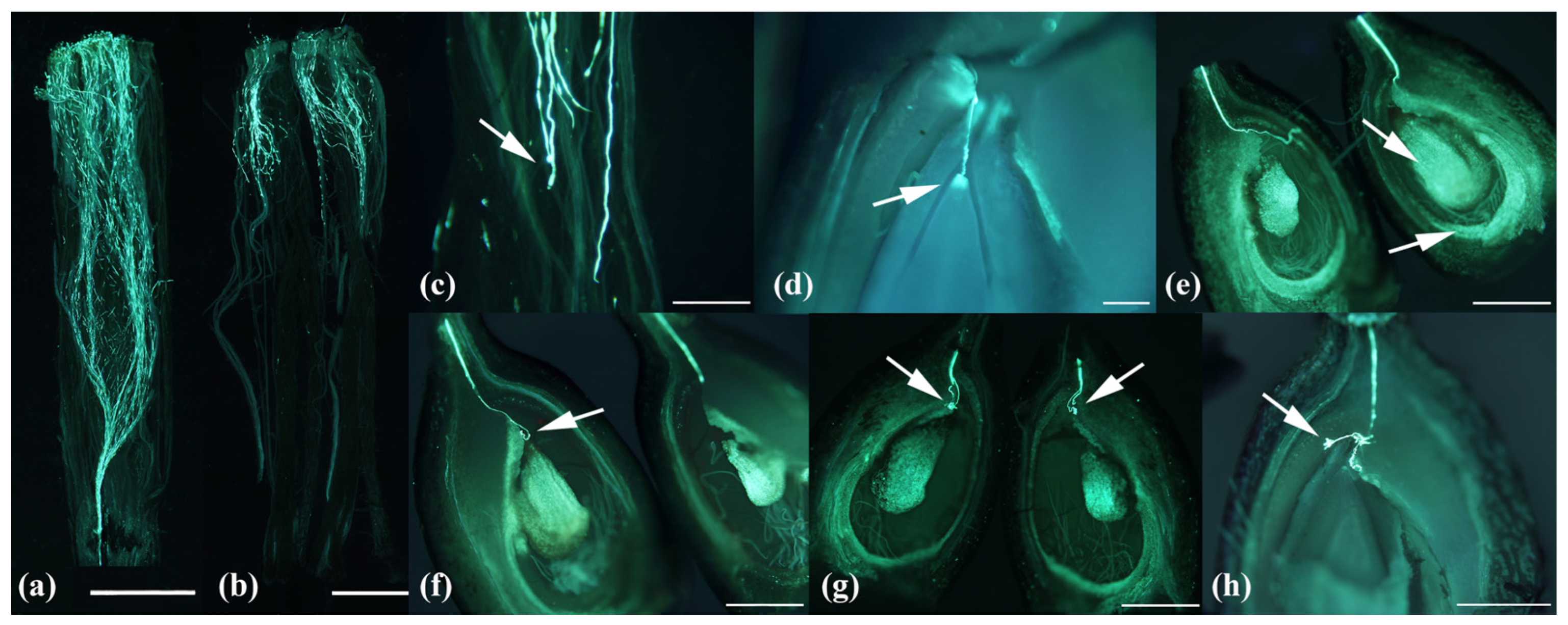 Agronomy 15 00646 g003