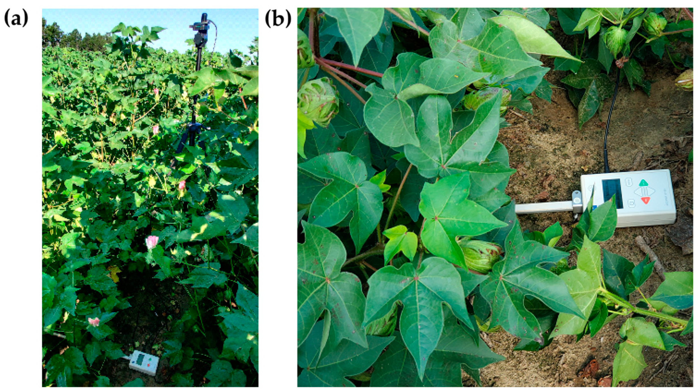 Agronomy 15 00692 g002