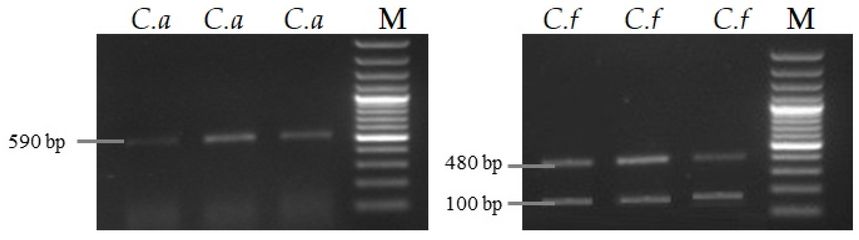 Agronomy 15 00720 g002