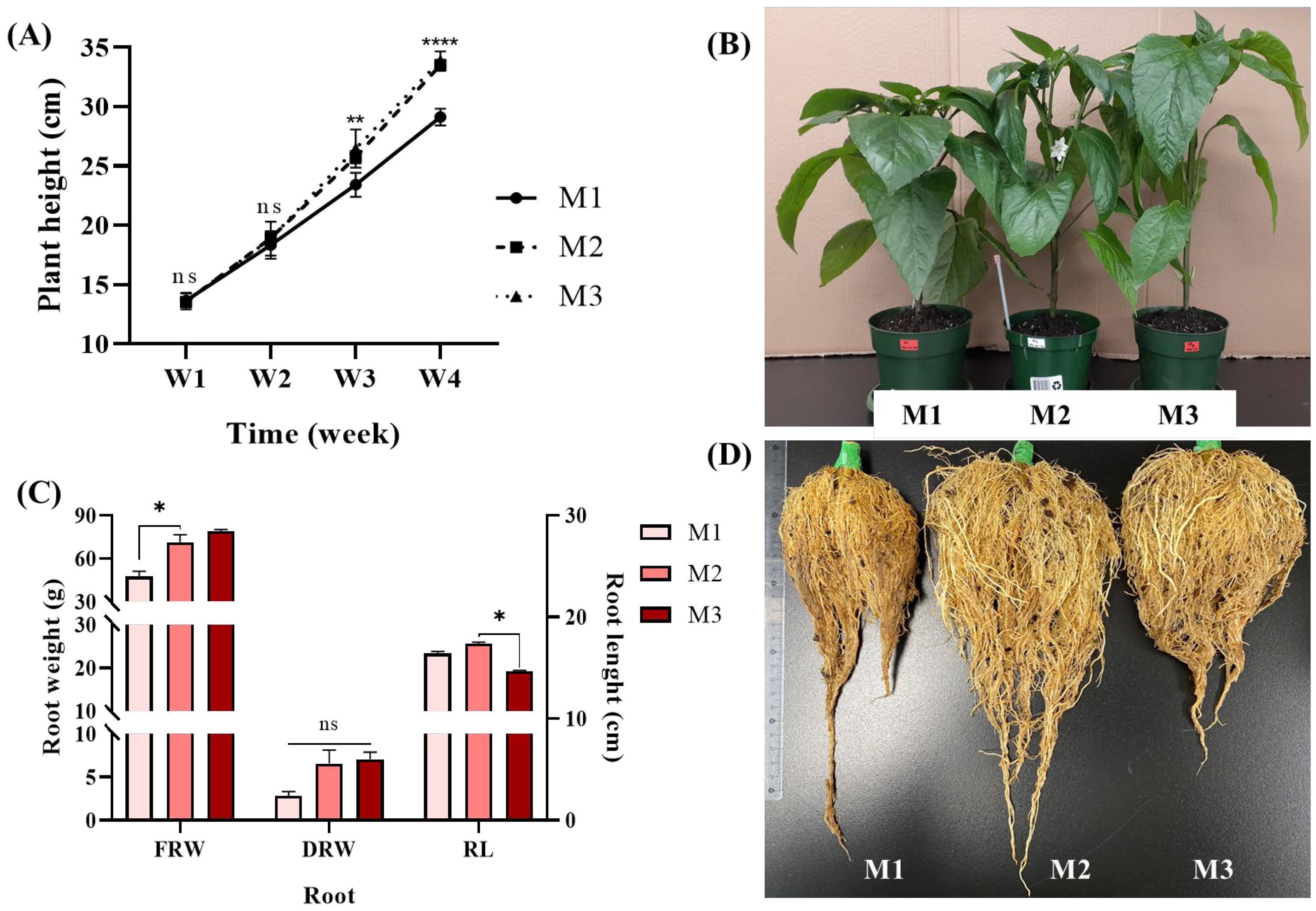 Agronomy 15 00732 g002
