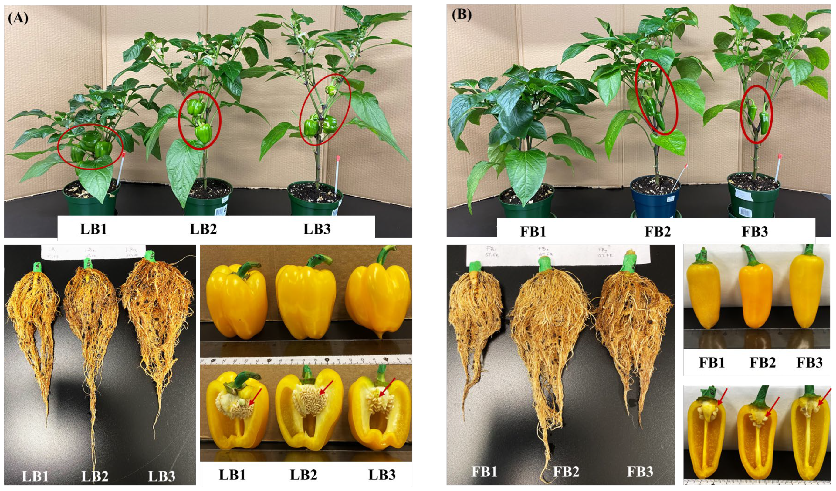 Agronomy 15 00732 g004