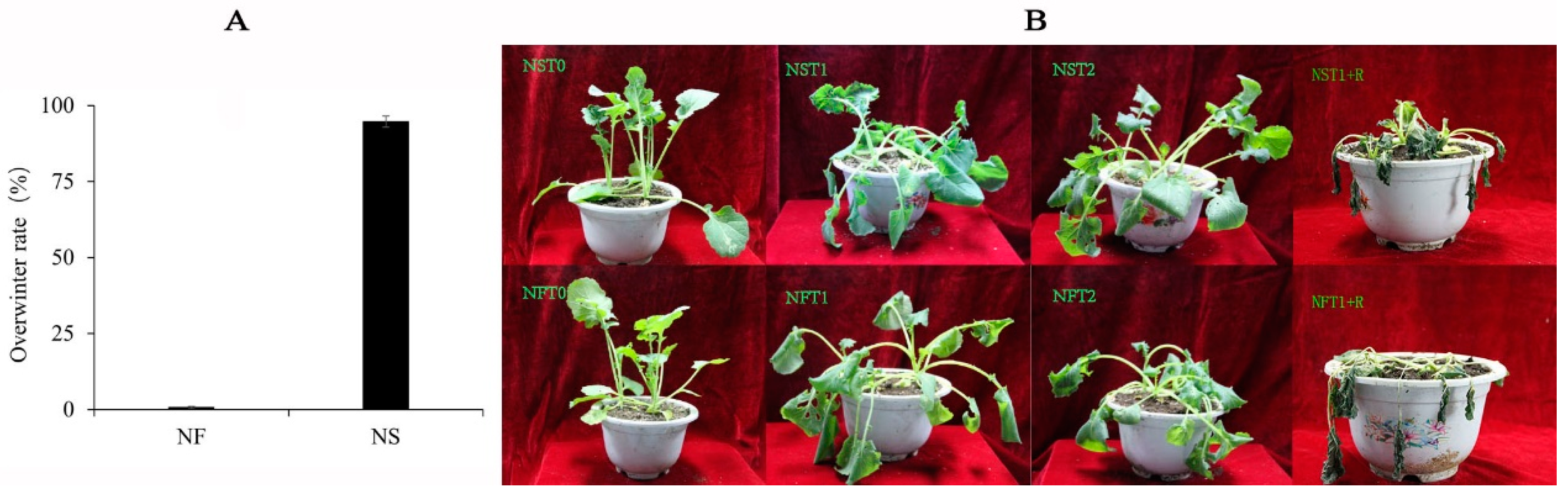 Agronomy 15 00739 g001