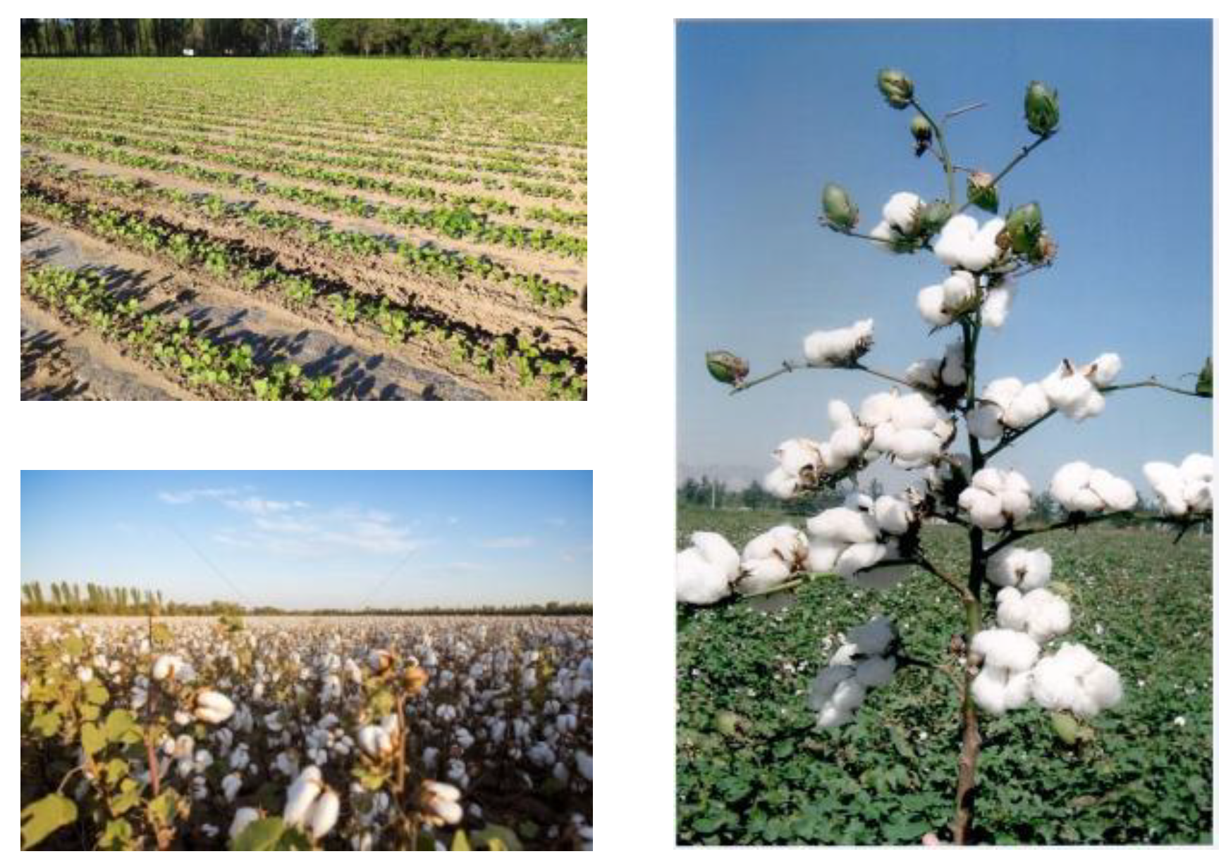 Agronomy 15 00743 g002 Agronomy 15 00743 g002