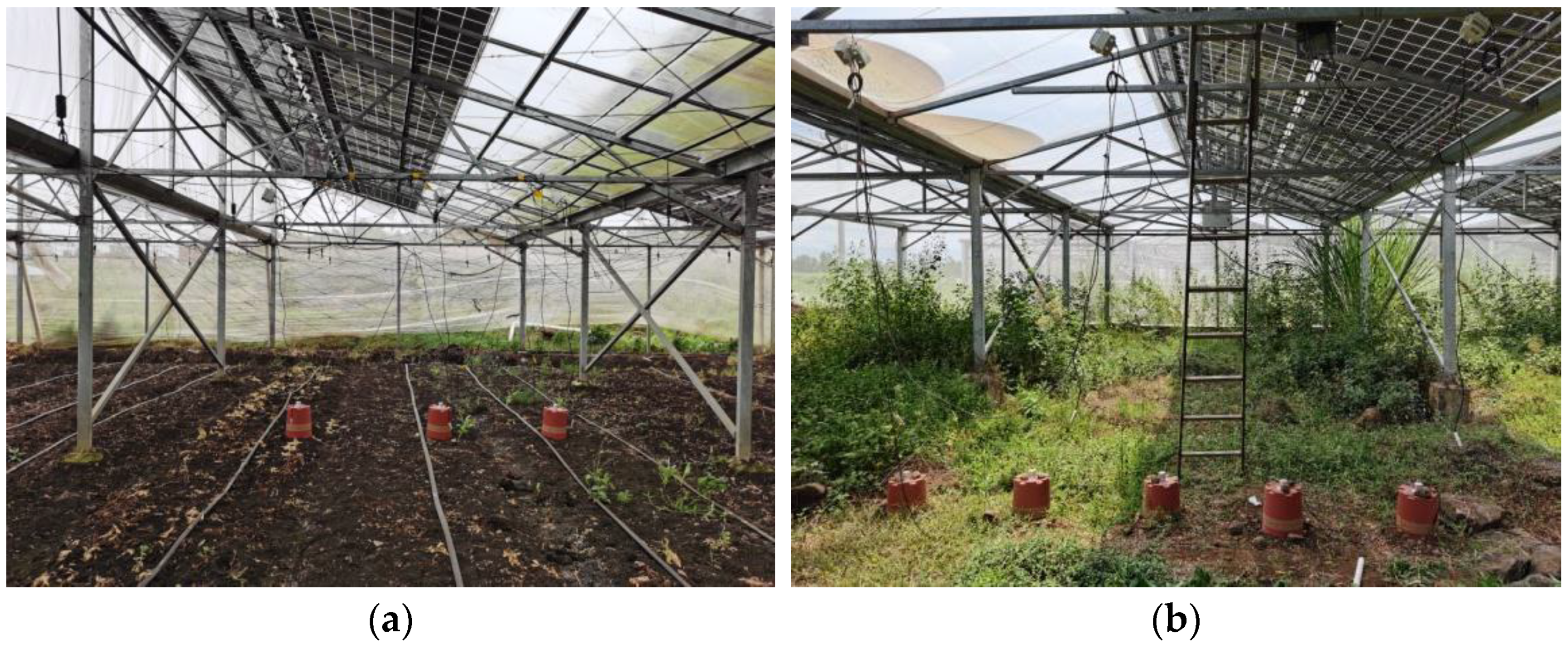 Agronomy 15 00857 g001