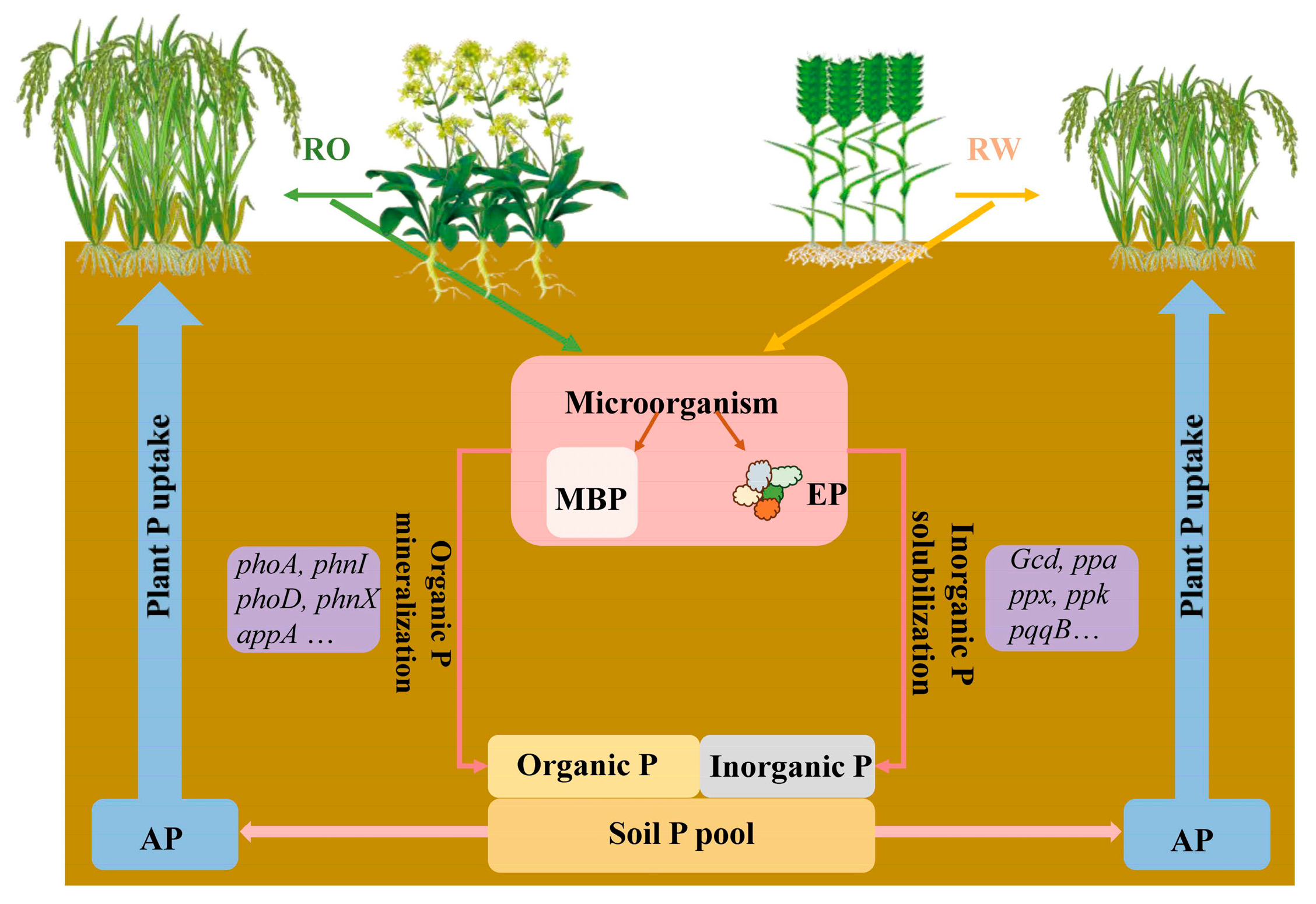 Agronomy 15 00866 g001