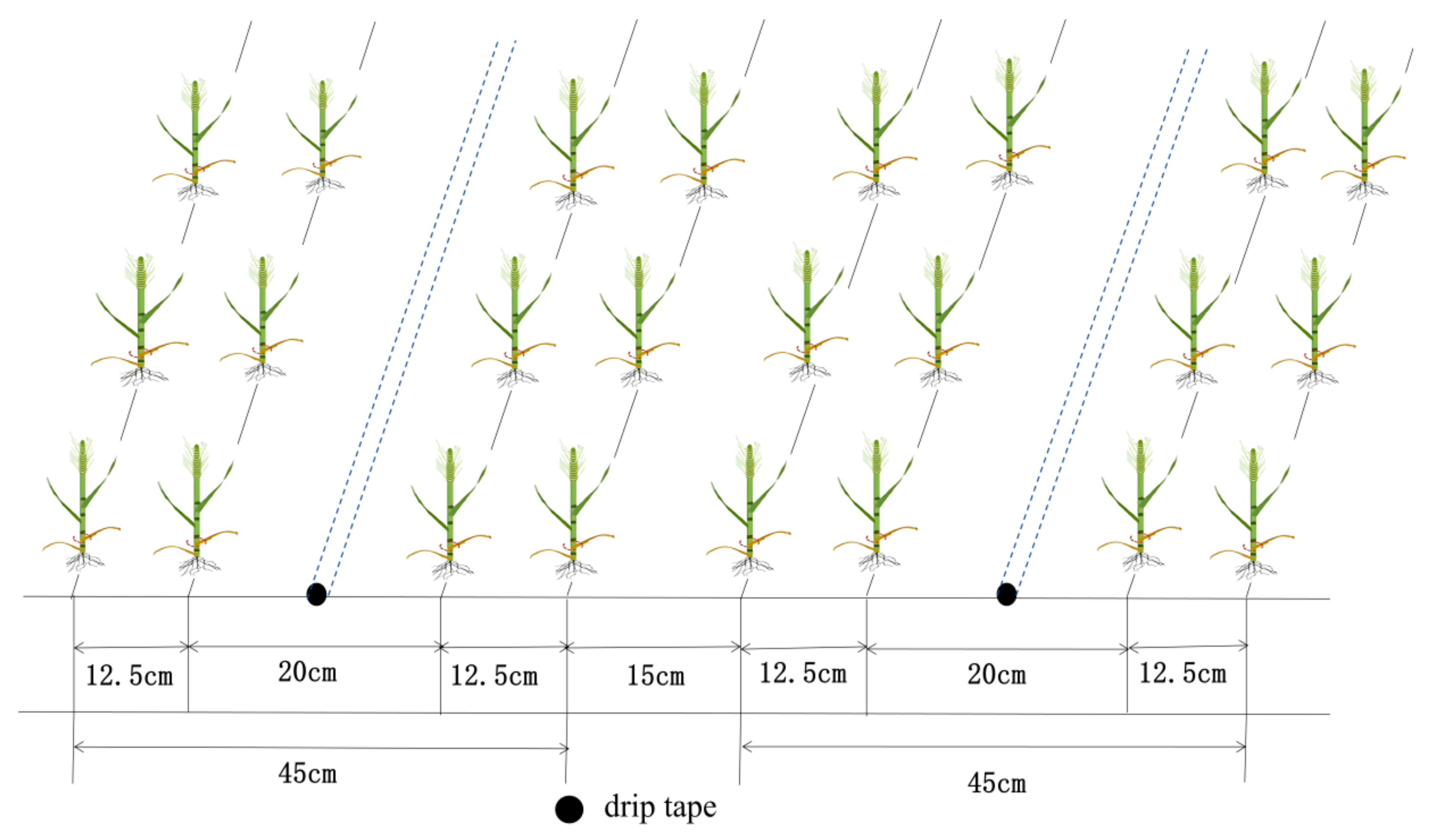 Agronomy 15 00899 g002