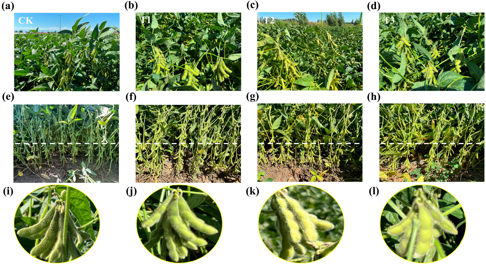 Agronomy 15 00924 g005