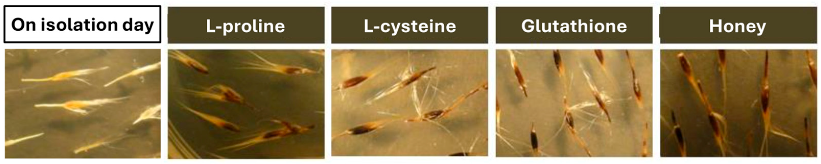 Agronomy 15 00962 g002