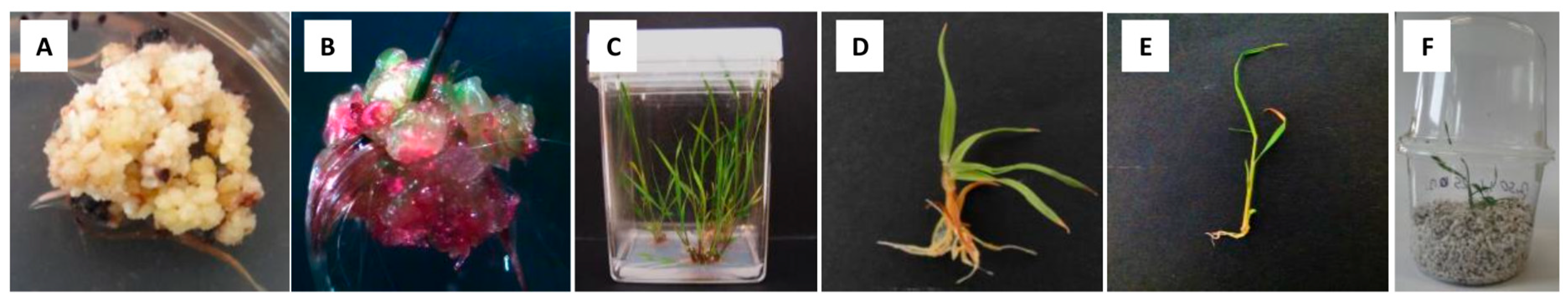 Agronomy 15 00962 g003