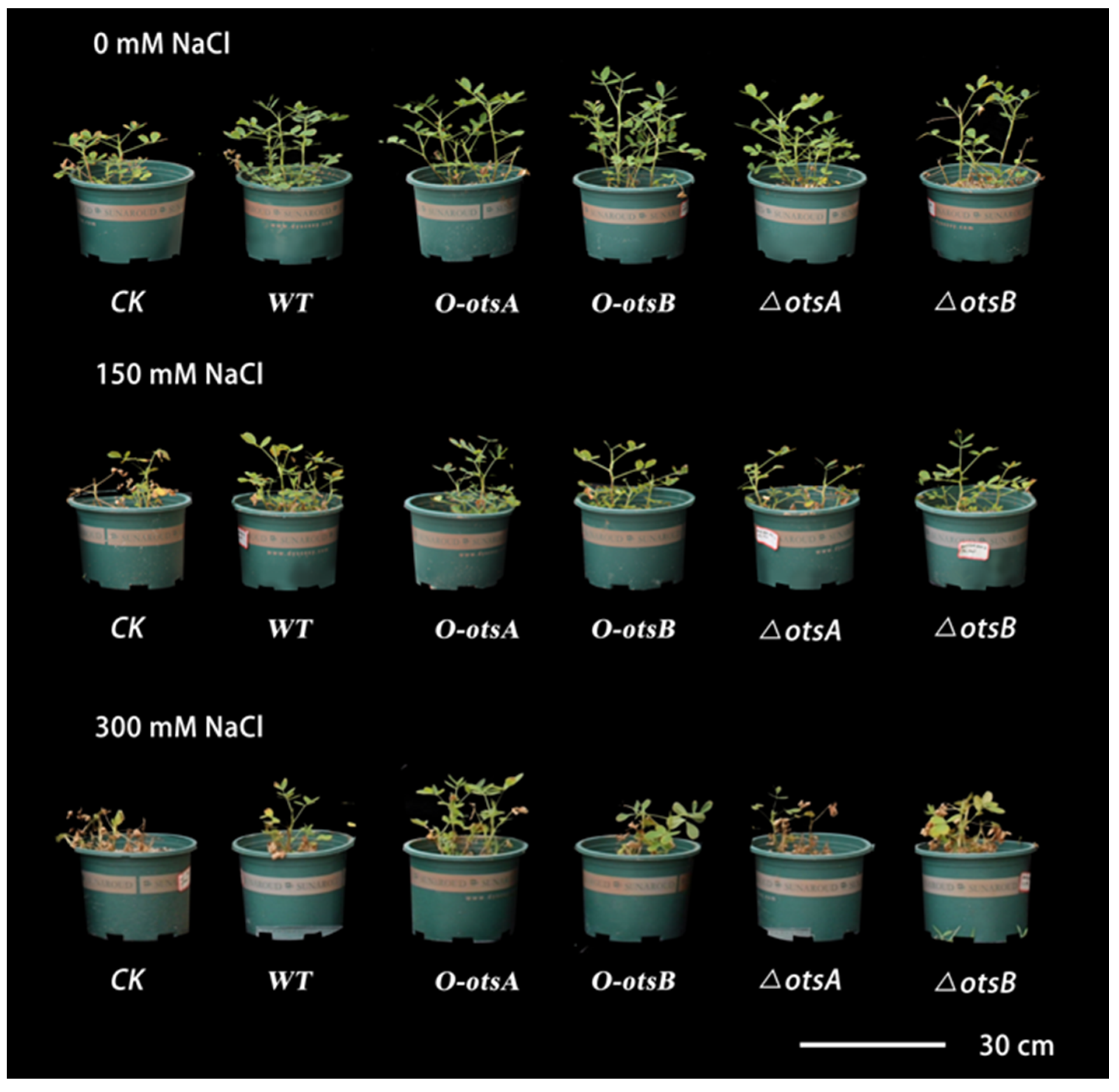 Agronomy 15 00974 g004