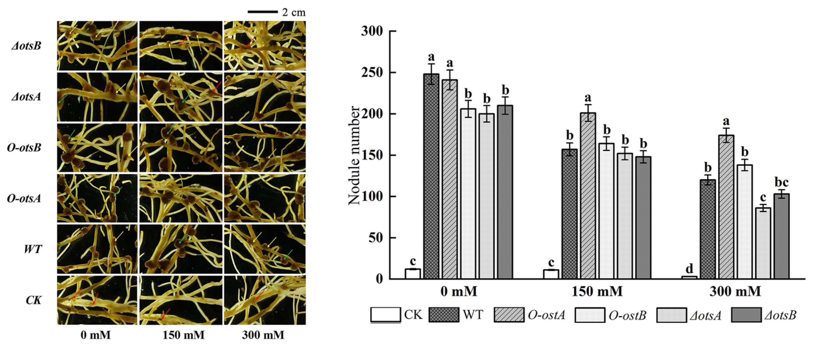 Agronomy 15 00974 g005