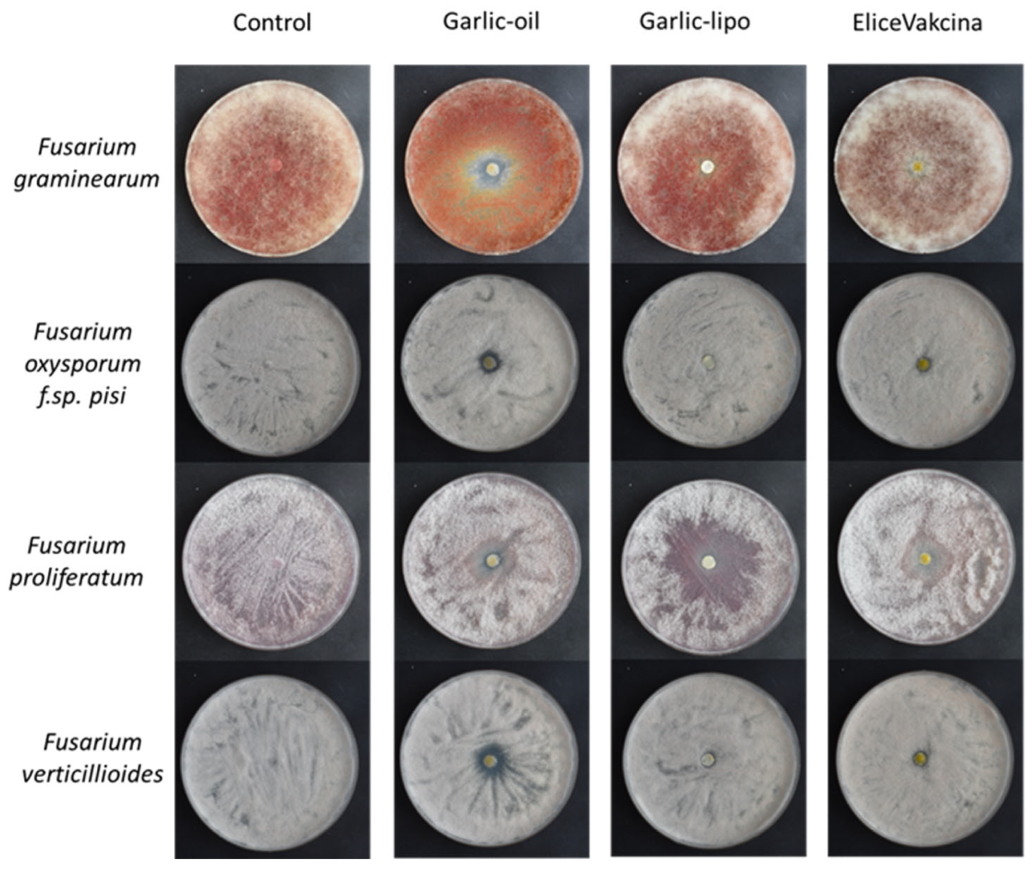 Agronomy 15 00991 g002