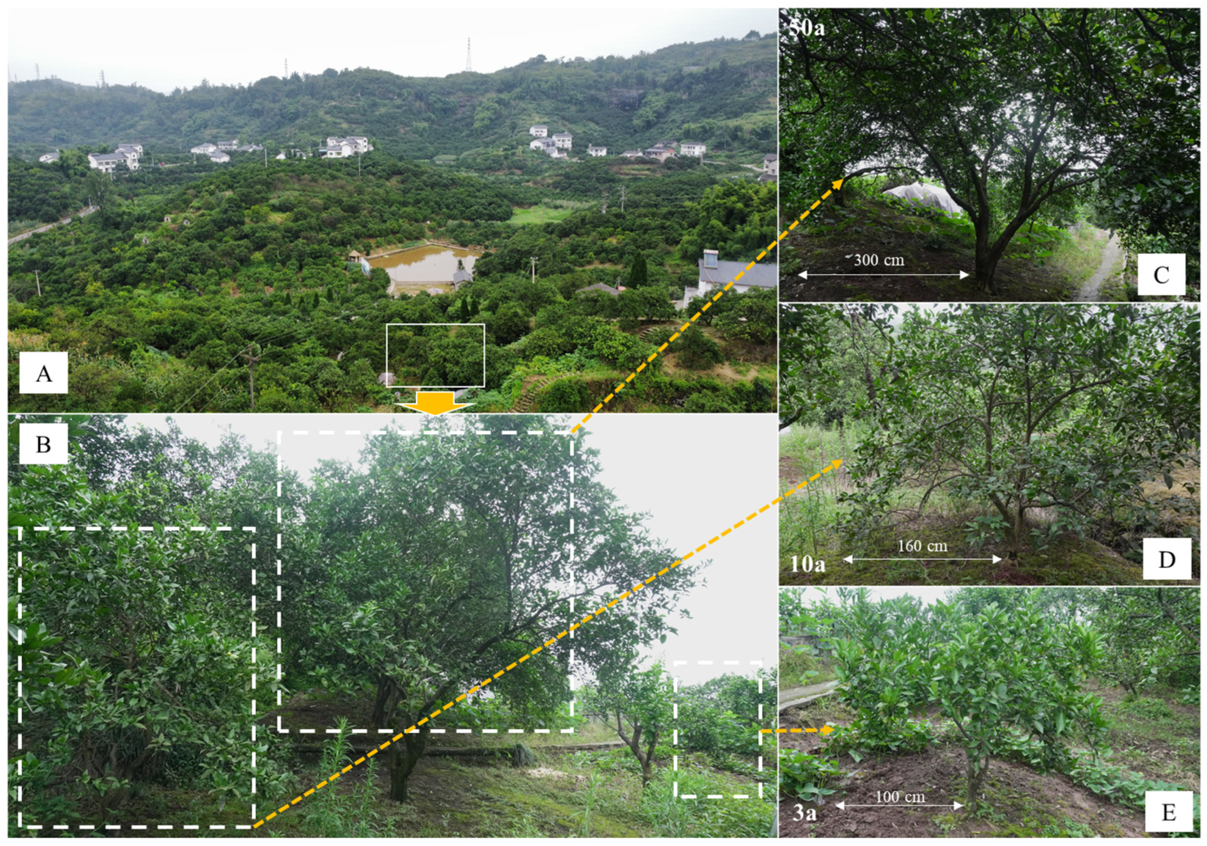 Agronomy 15 01022 g001