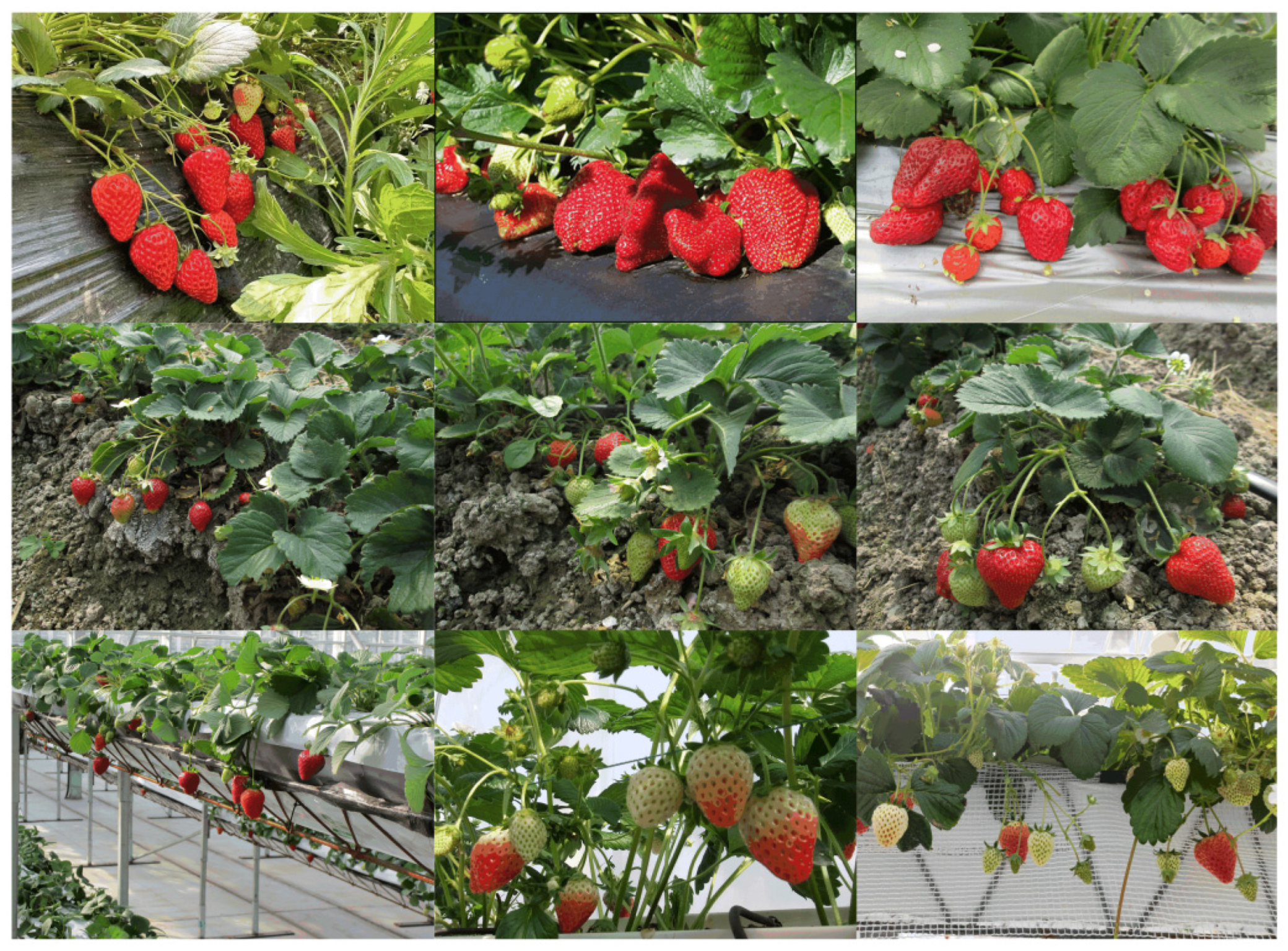 Agronomy 15 01026 g008