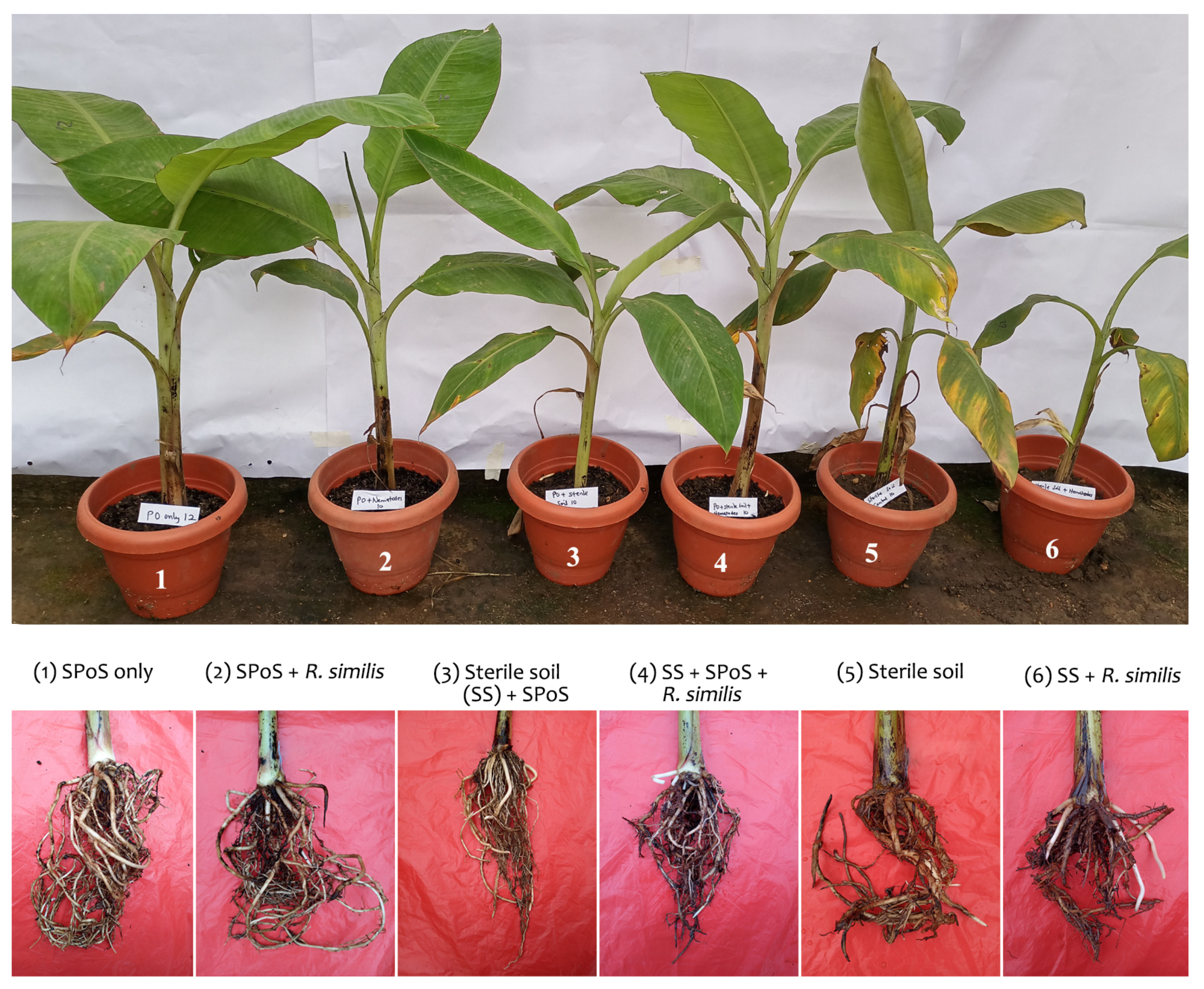 Agronomy 15 01040 g003