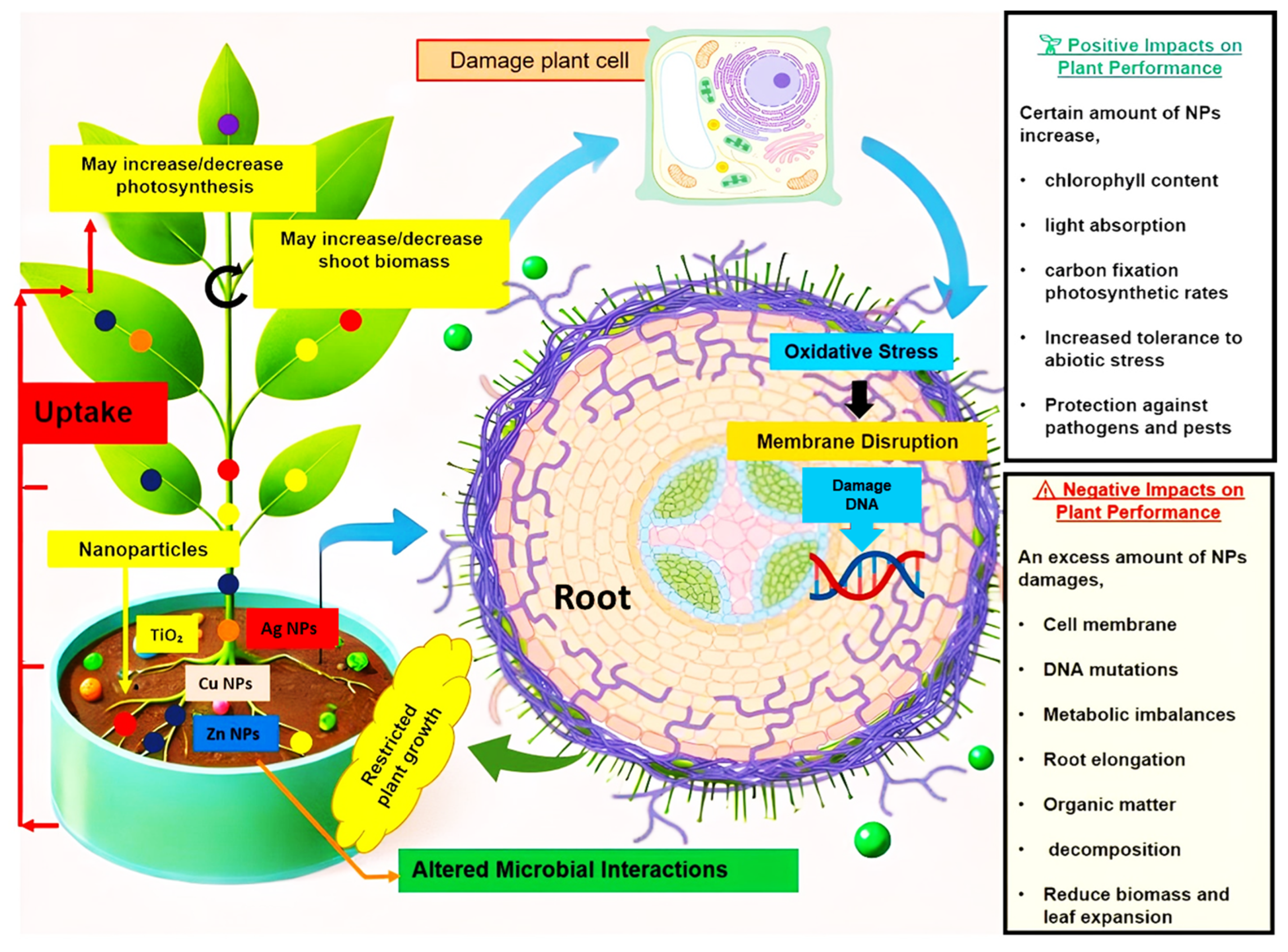 Agronomy 15 01131 g001
