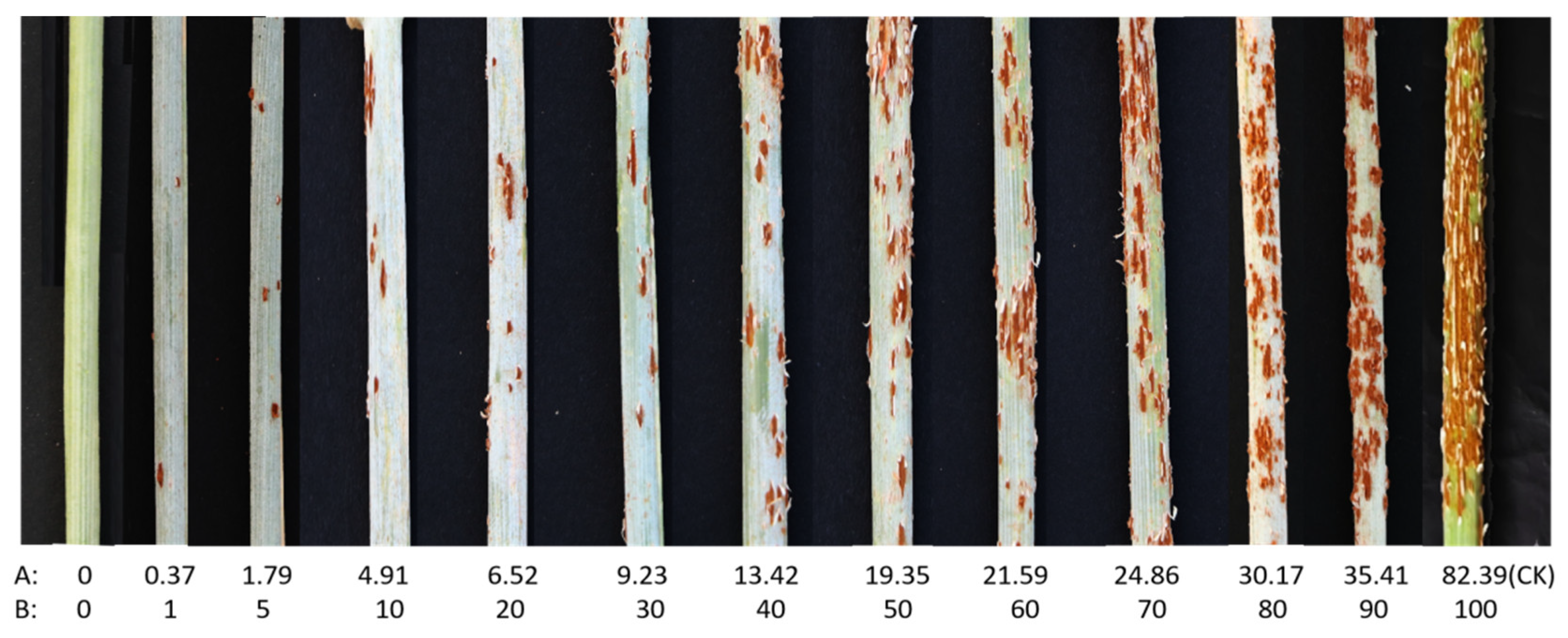 Agronomy 15 01174 g002