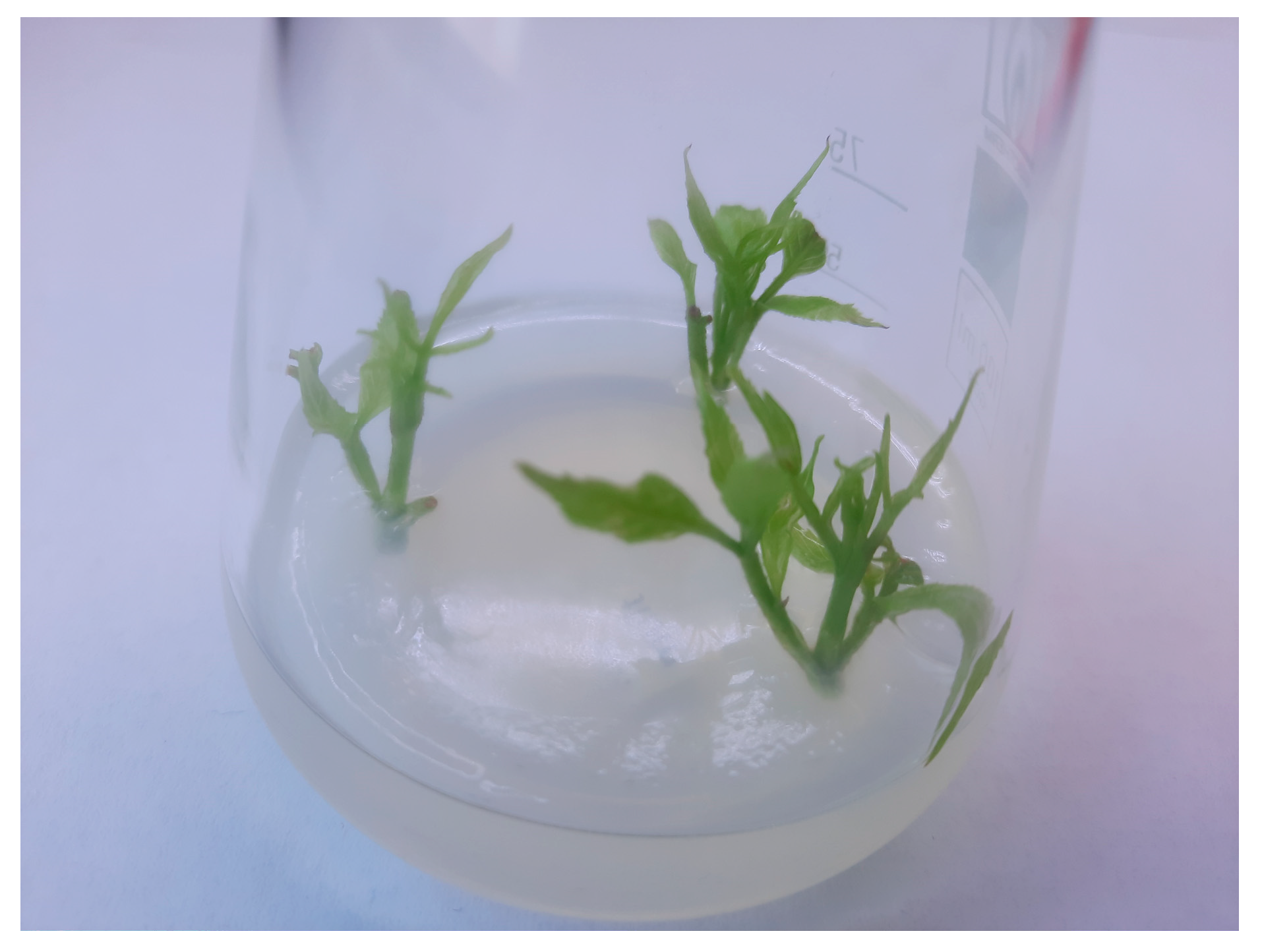 Agronomy 15 01588 g005