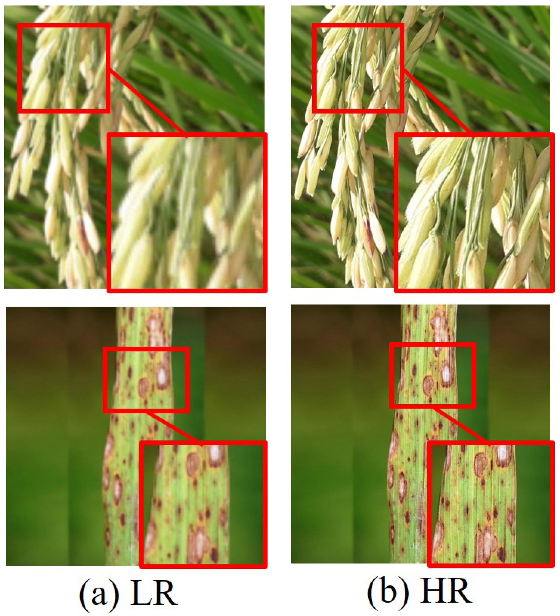 Agronomy 15 01729 g001