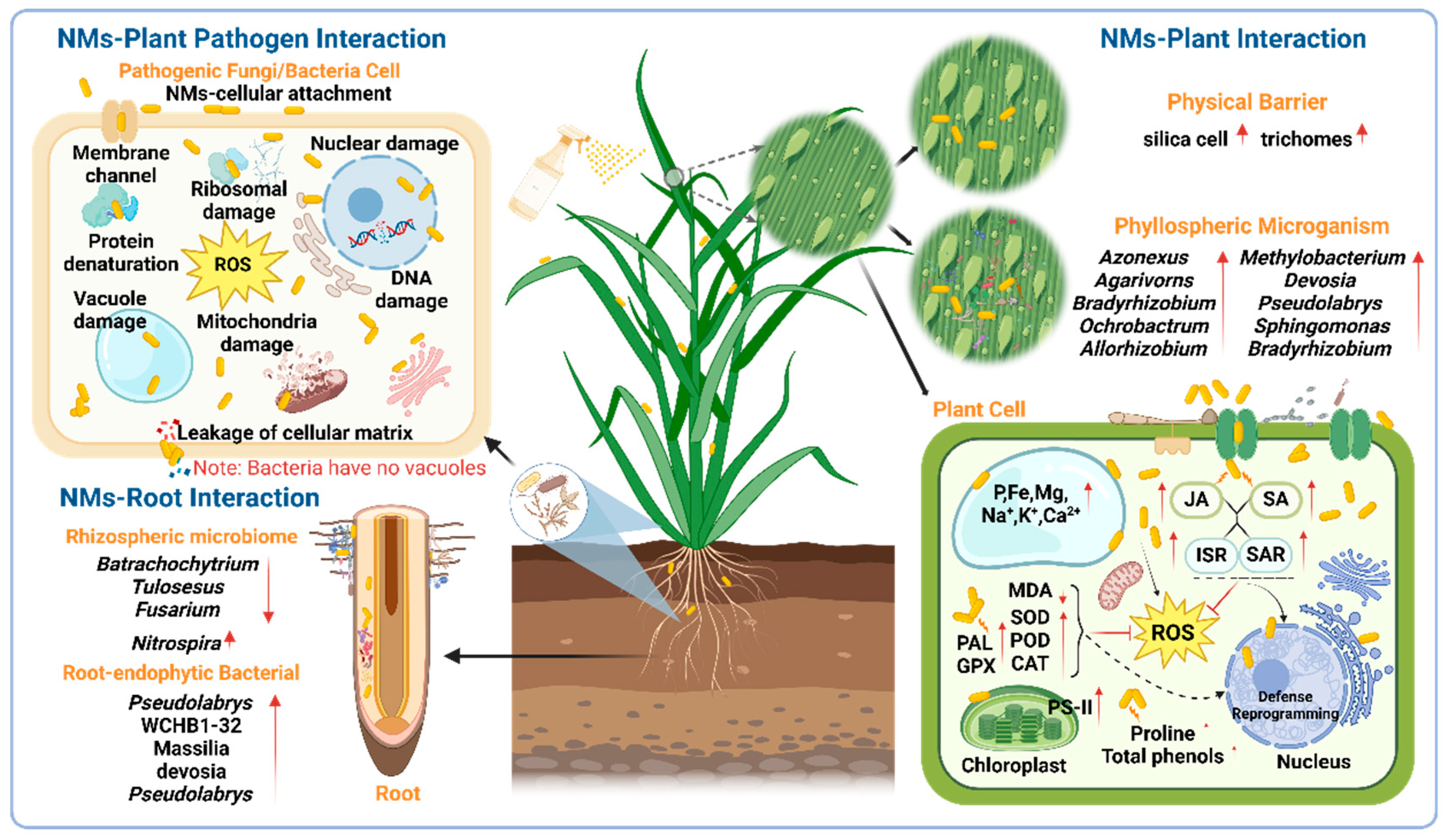 Agronomy 15 01938 g005 Agronomy 15 01938 g005