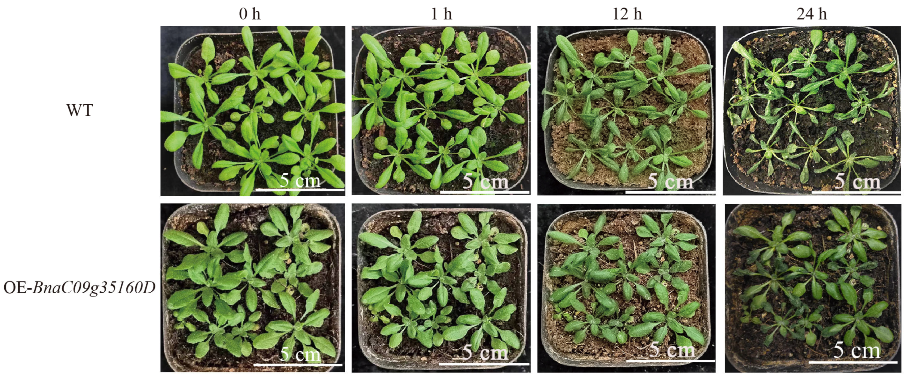 Agronomy 15 02085 g008 Agronomy 15 02085 g008