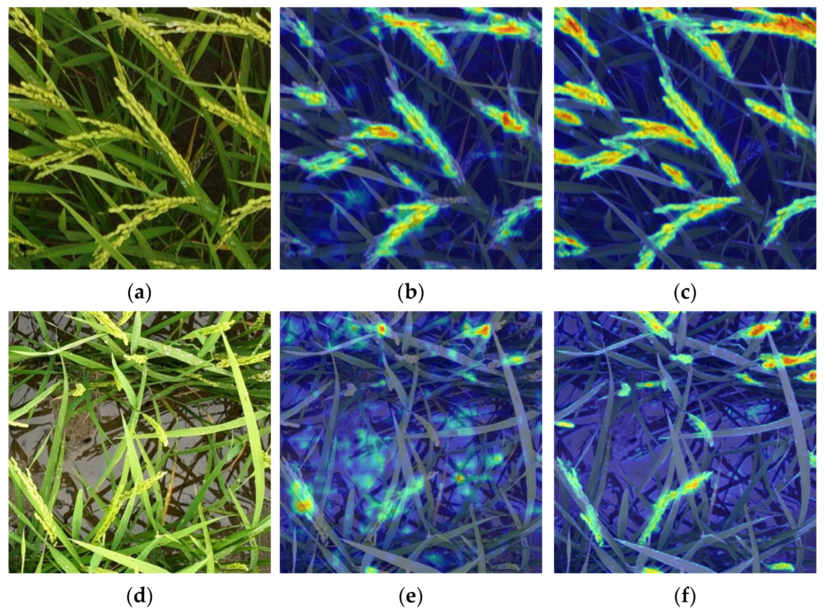 Agronomy 15 02225 g011 Agronomy 15 02225 g011