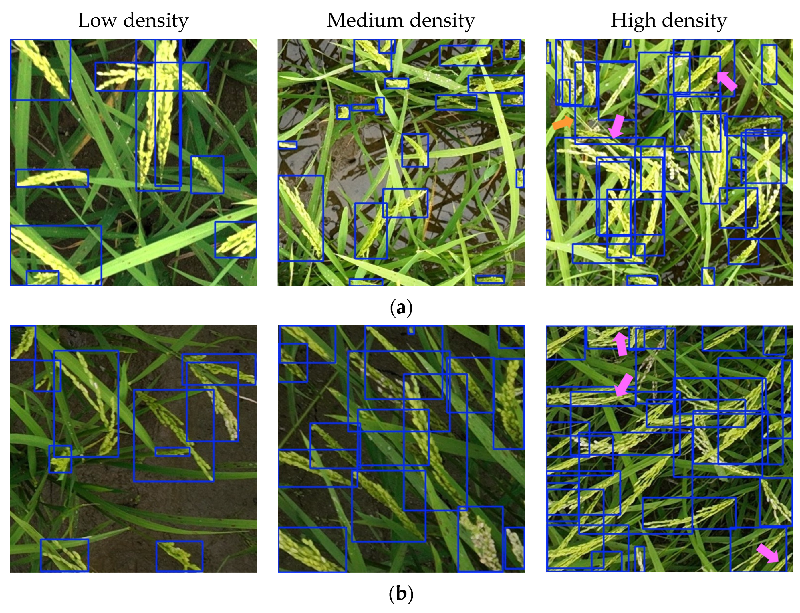 Agronomy 15 02225 g016 Agronomy 15 02225 g016