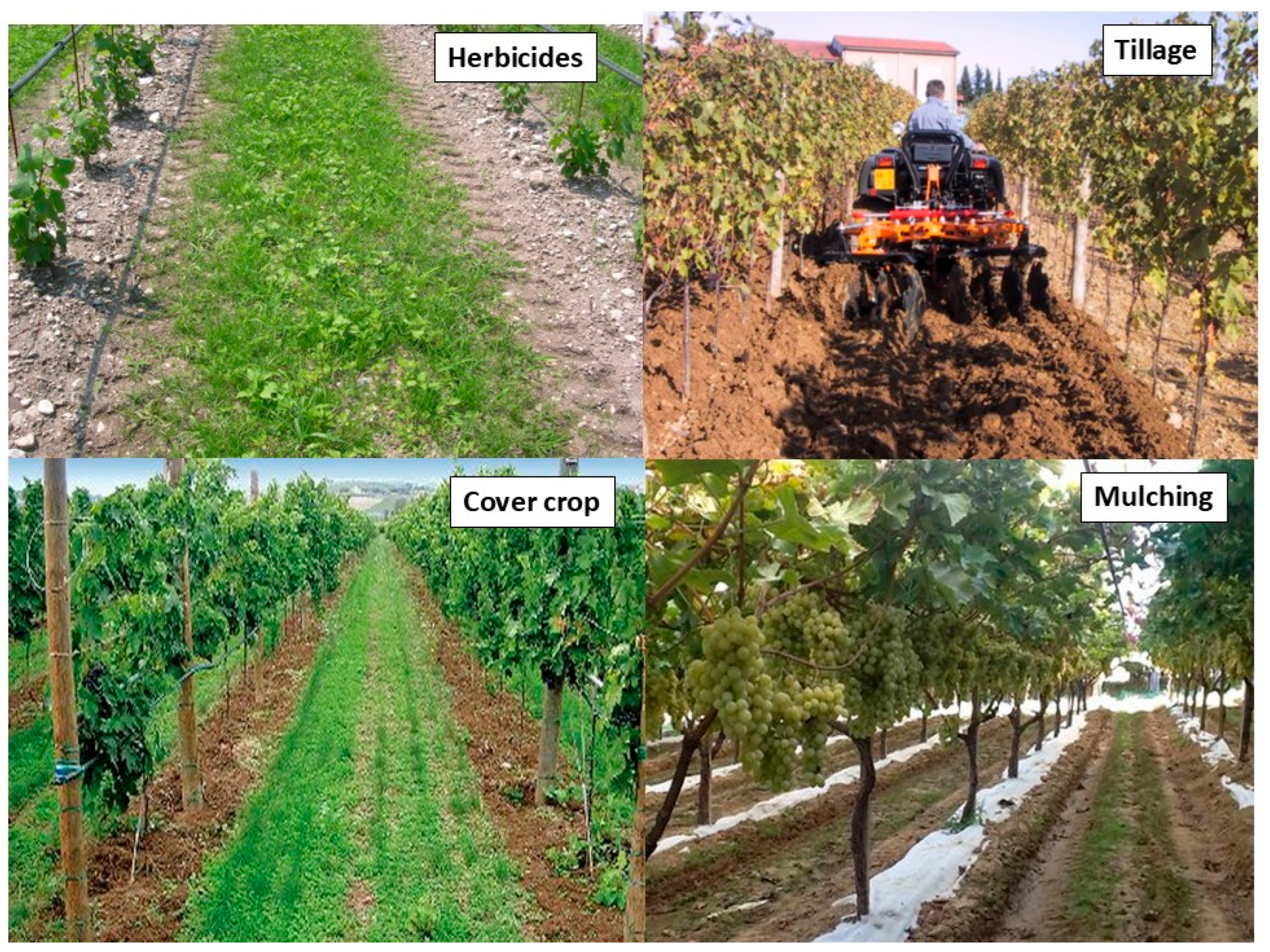 Agronomy 15 02245 g001 Agronomy 15 02245 g001