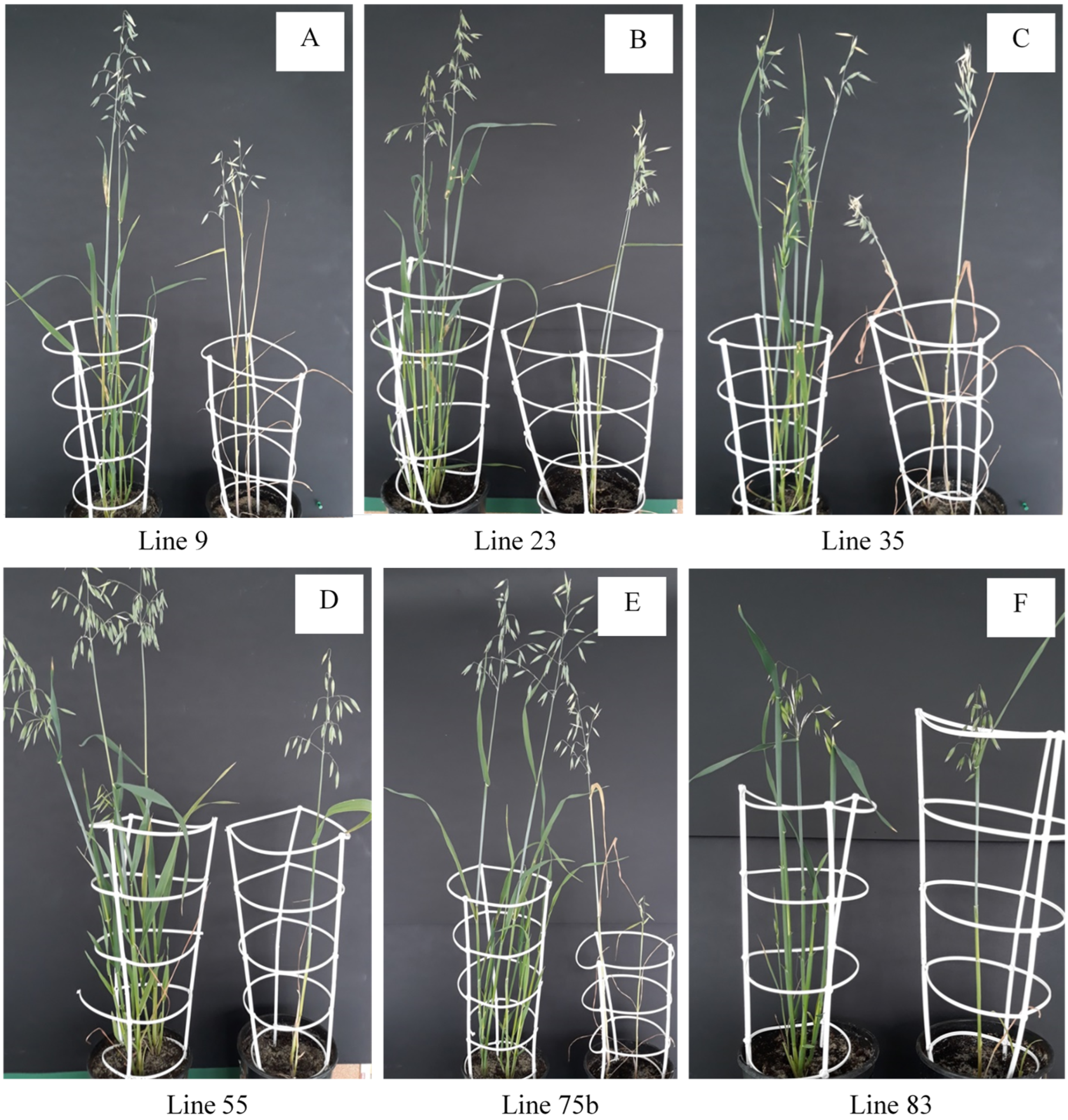 Agronomy 15 02259 g003 Agronomy 15 02259 g003