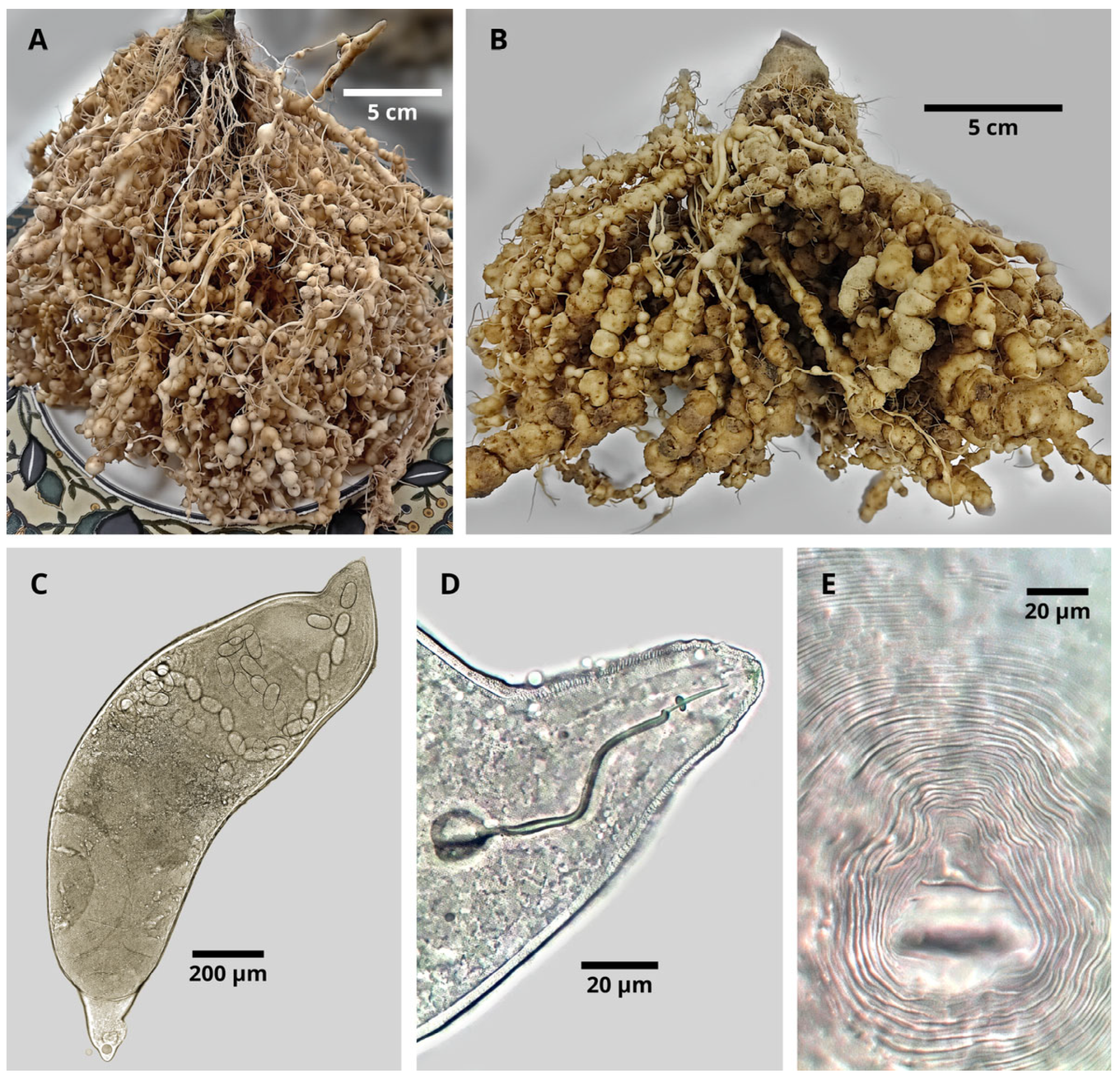 Agronomy 15 02284 g001 Agronomy 15 02284 g001