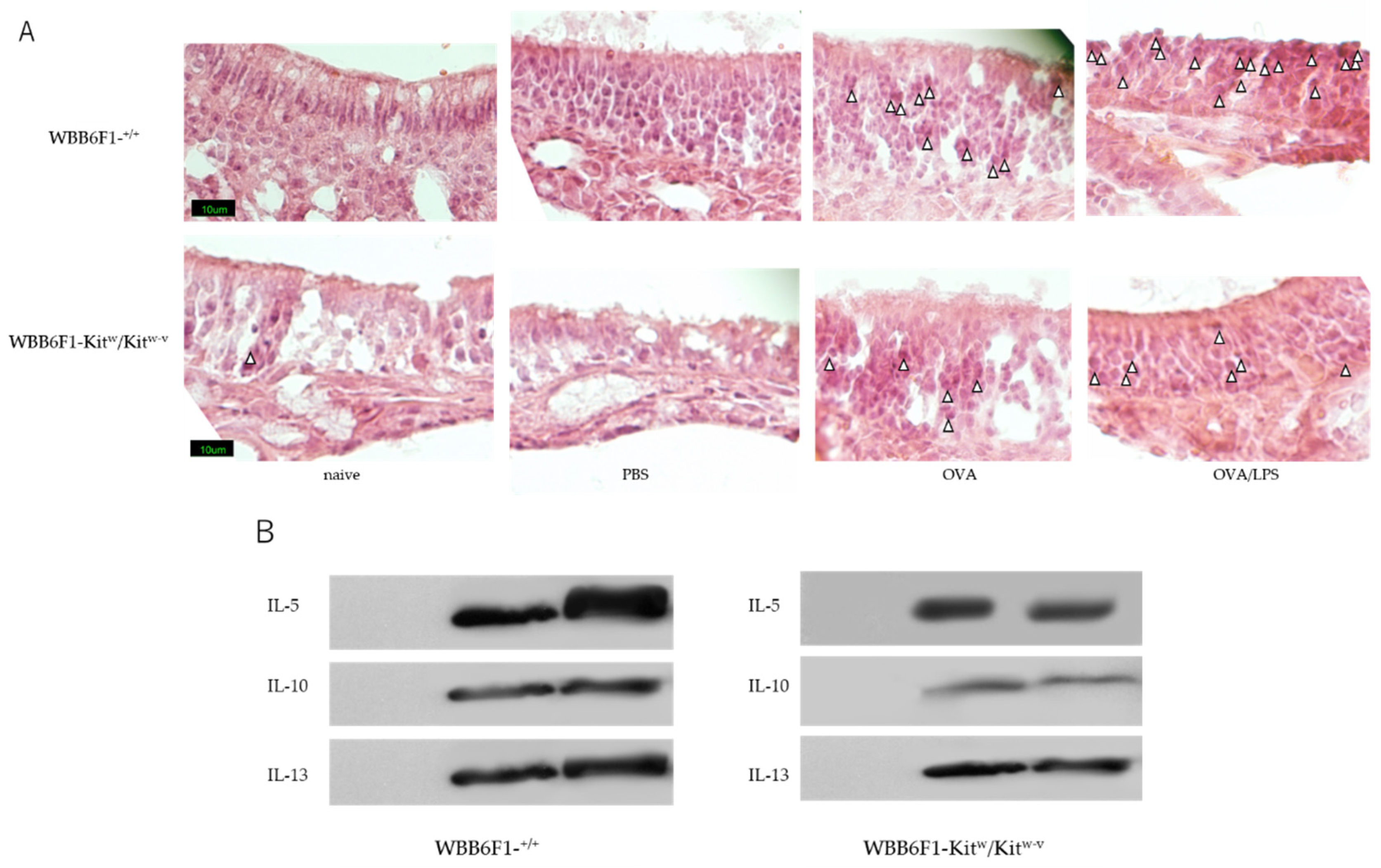 Allergies 01 00020 g003