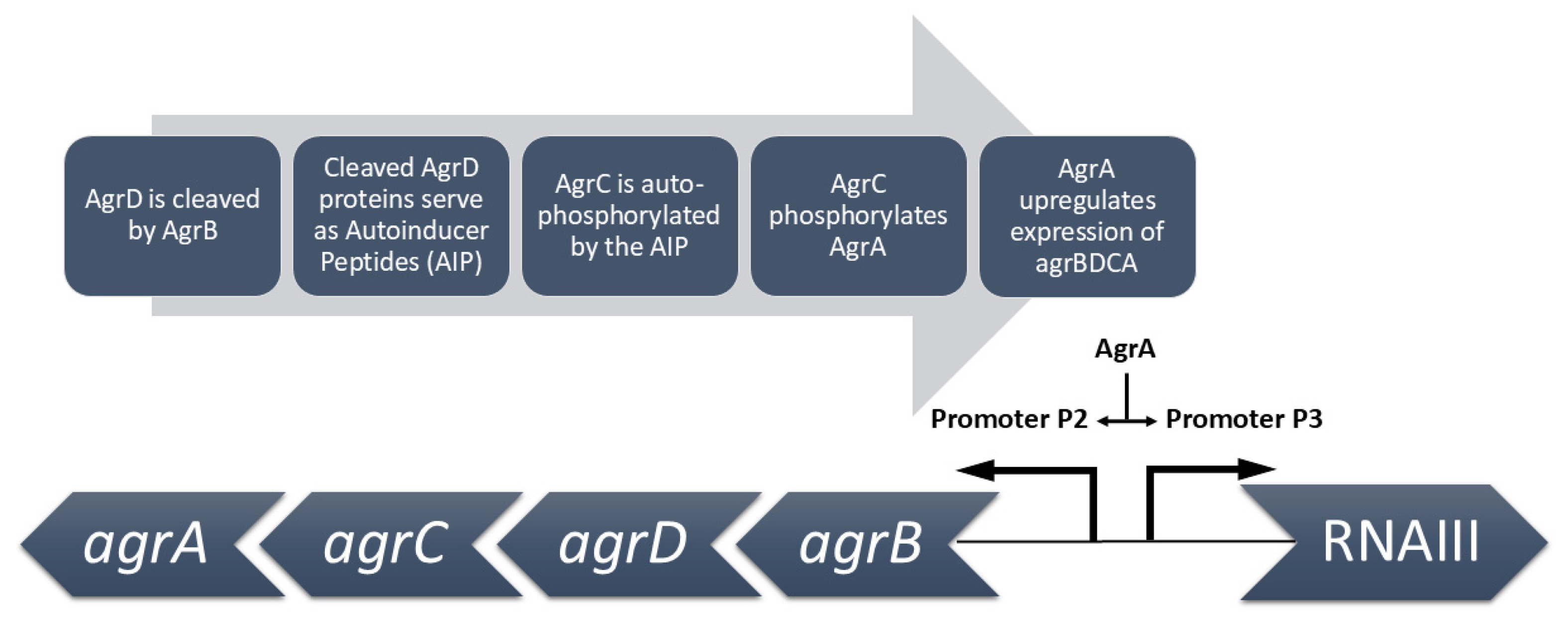 Amh 70 00009 g004 Amh 70 00009 g004