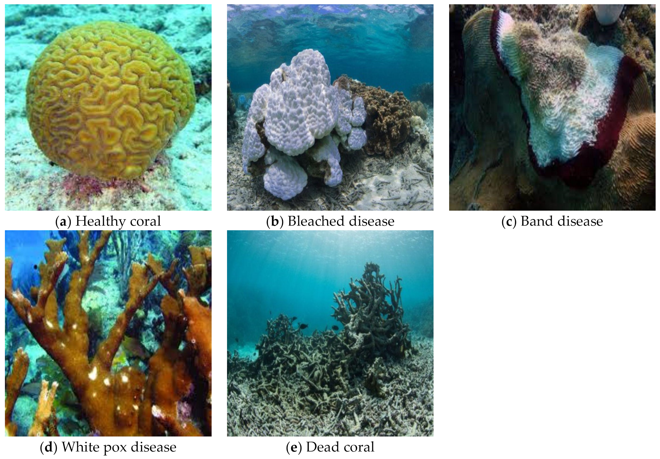Analytics | Free Full-Text | MAFFN_YOLOv5: Multi-Scale Attention Feature  Fusion Network on the YOLOv5 Model for the Health Detection of Coral-Reefs  Using a Built-In Benchmark Dataset