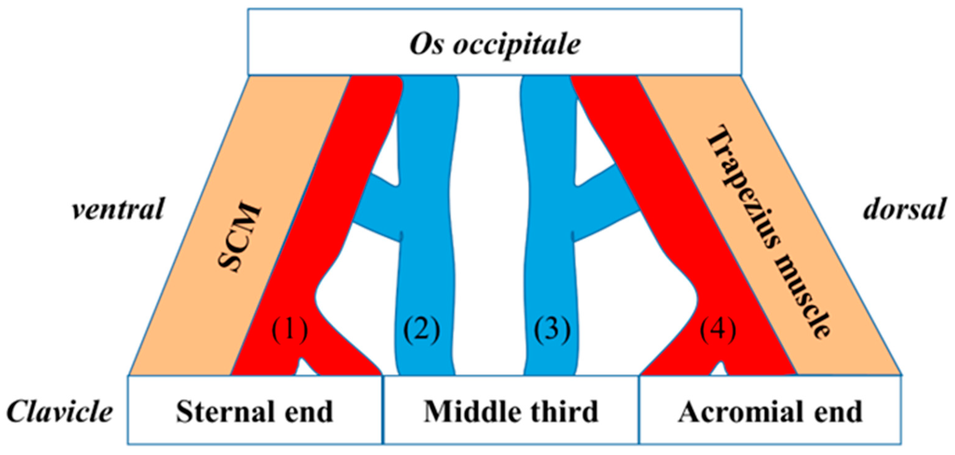 Anatomia 01 00015 g001 Anatomia 01 00015 g001