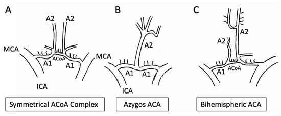 Anatomia, Free Full-Text