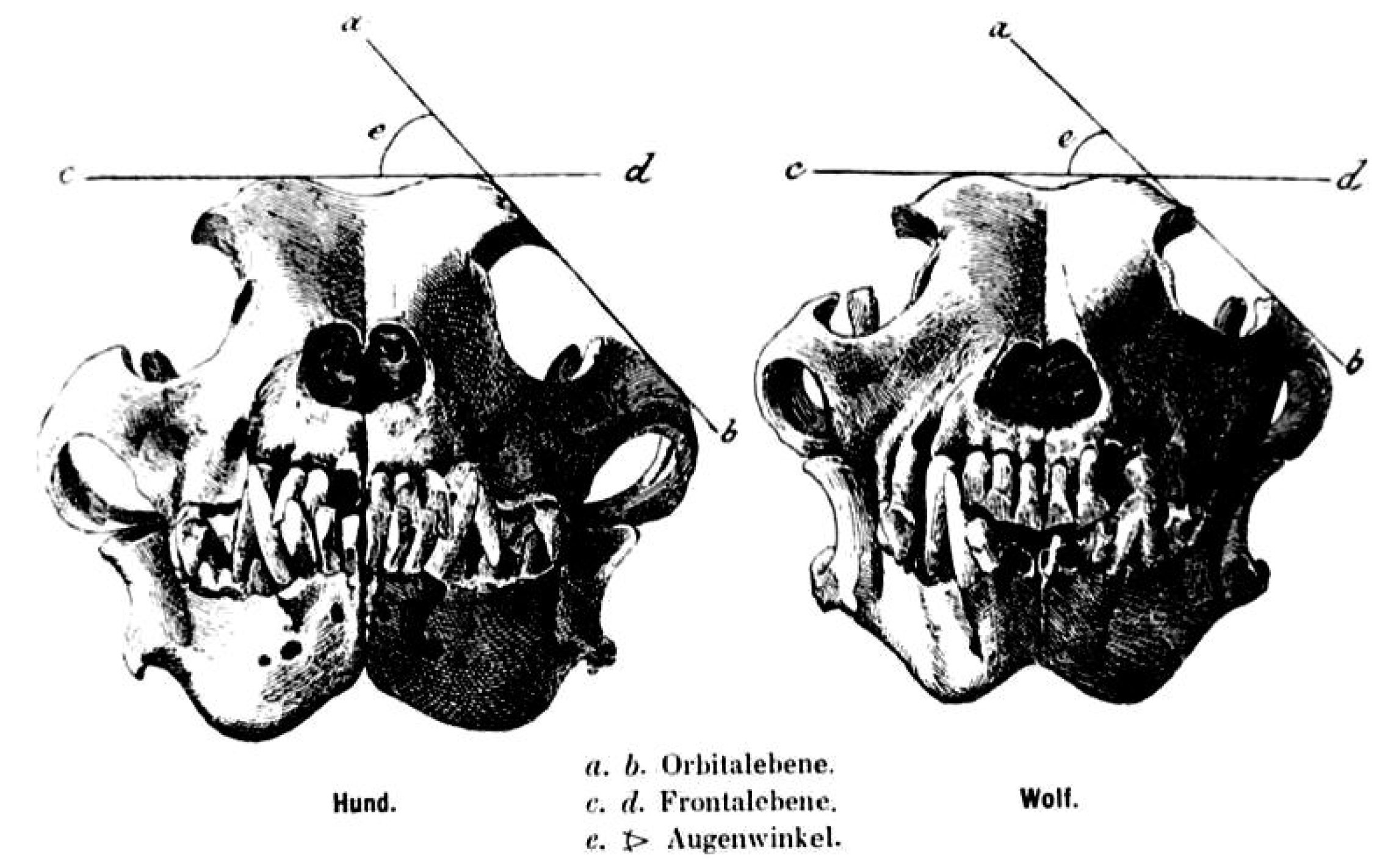 occipital tuberosity in a dog