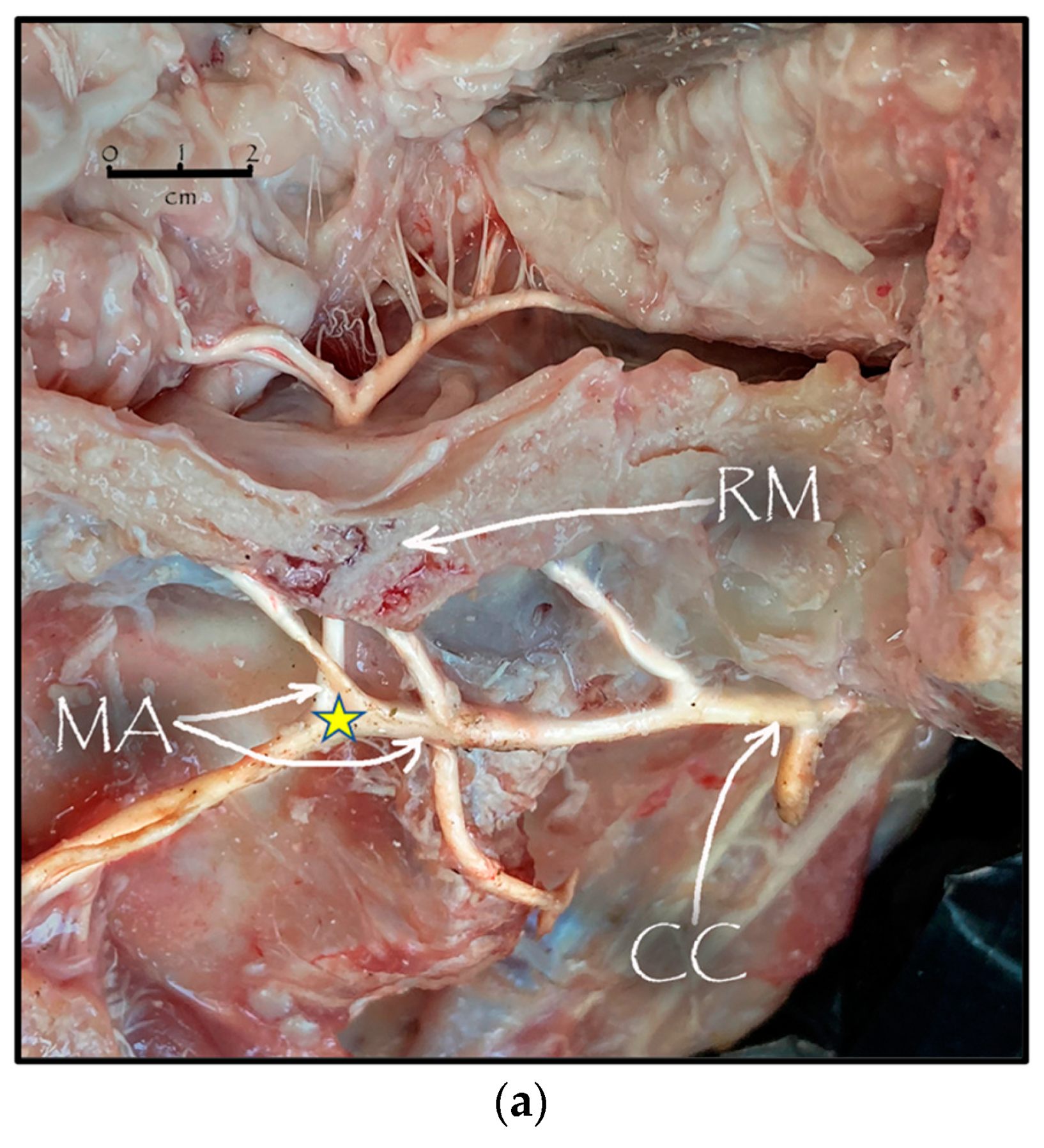 Anatomia 02 00013 g003a