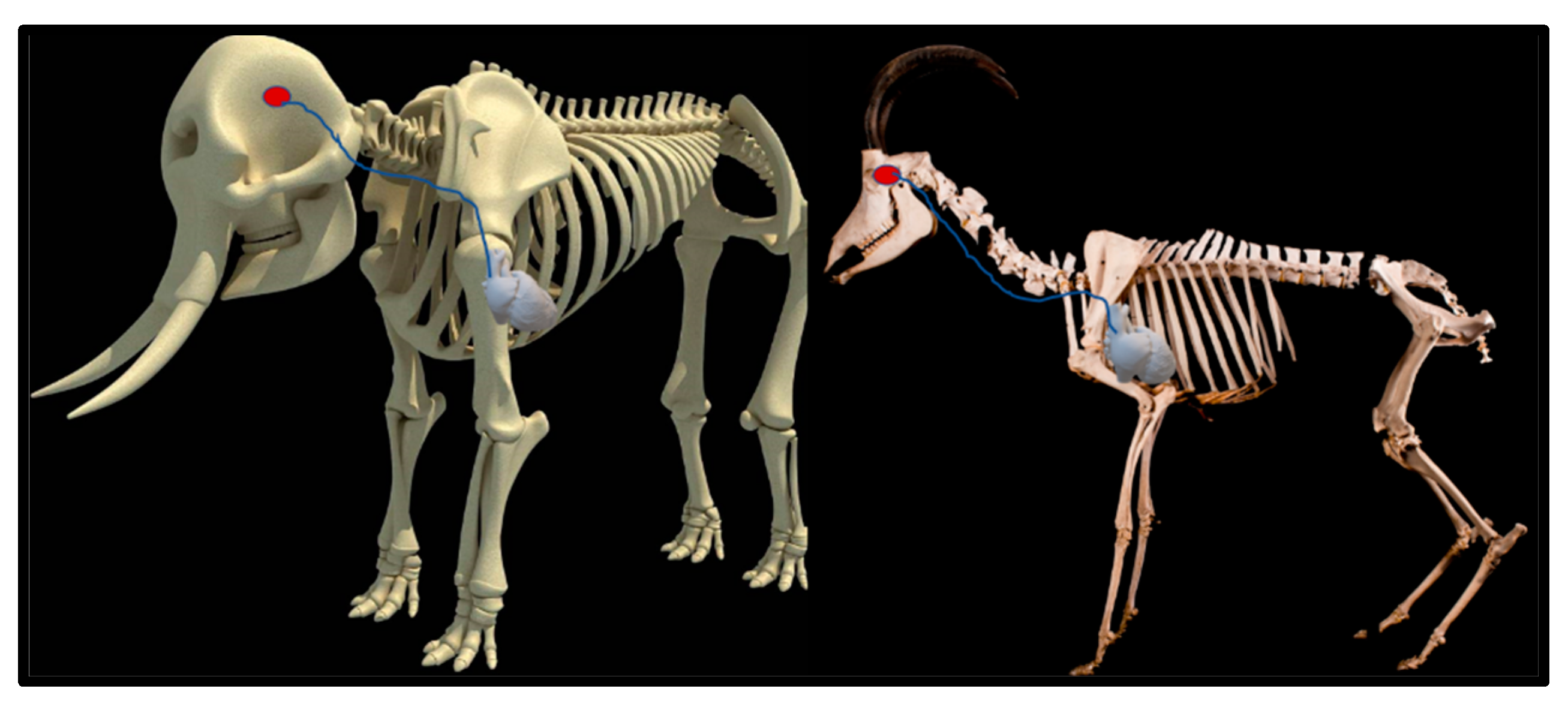 Anatomia 02 00013 g004a