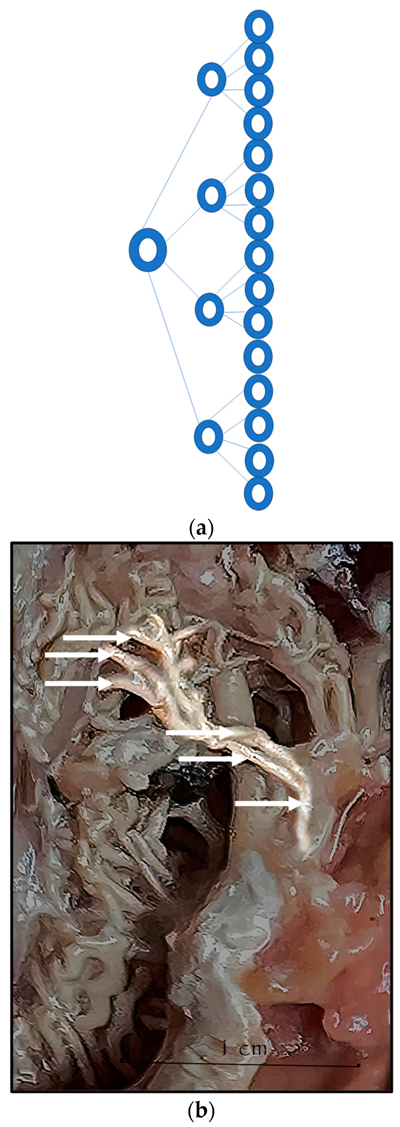 Anatomia 02 00013 g008