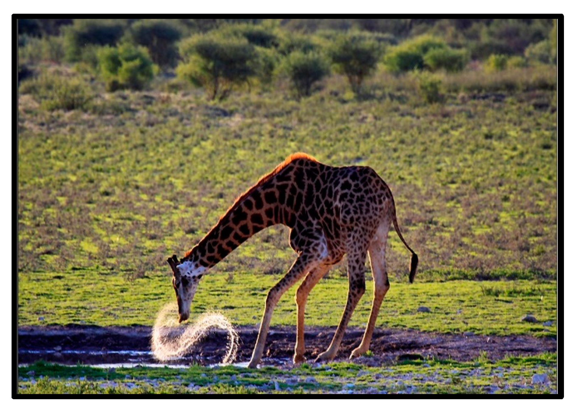 Anatomia 02 00013 g009