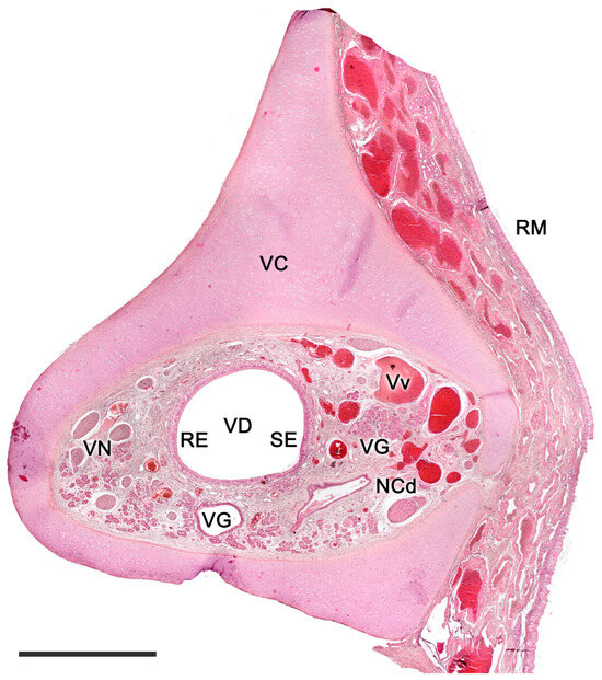 Anatomia | Free Full-Text | Pheromone Sensing in Mammals: A Review of the  Vomeronasal System