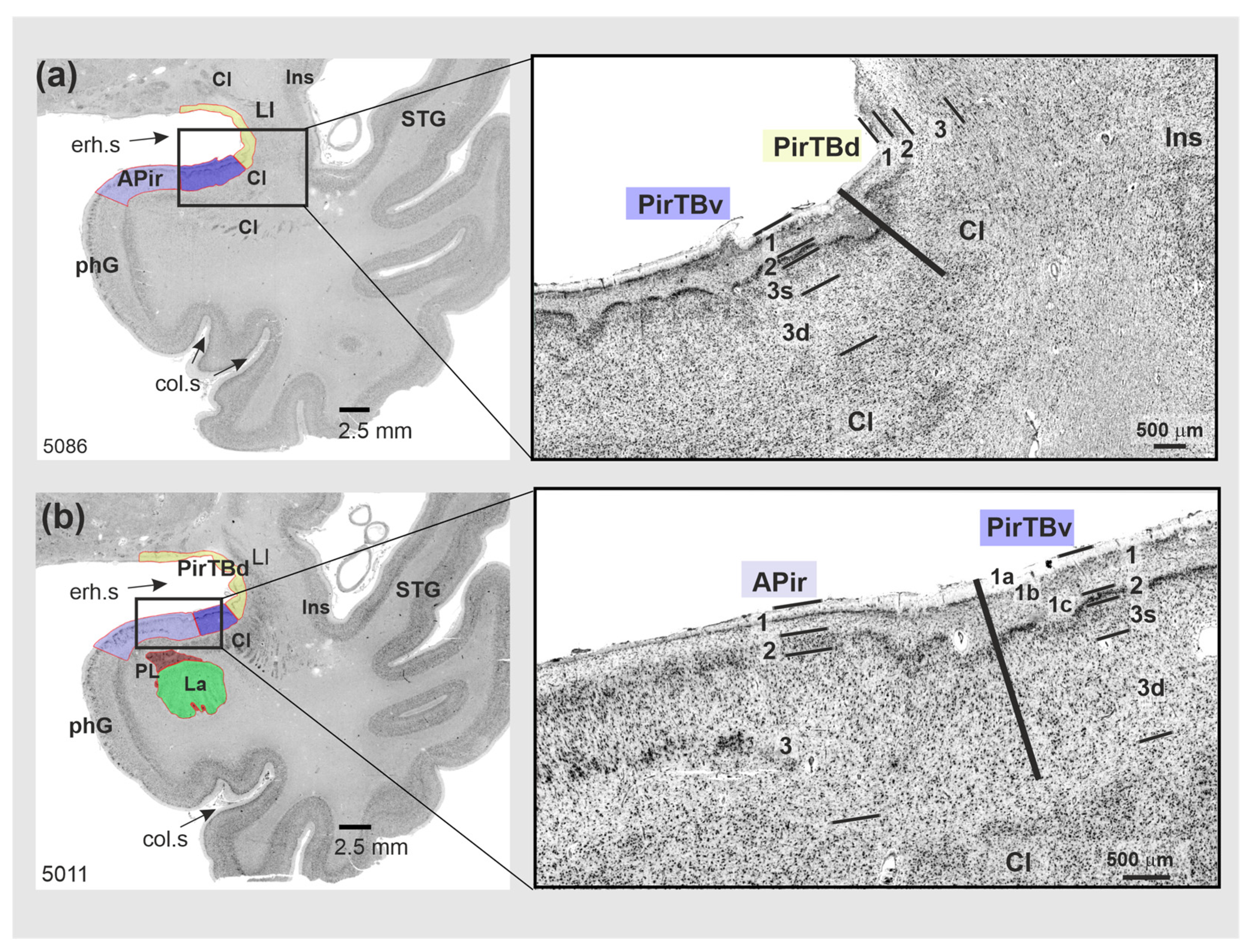 Anatomia 03 00007 g003