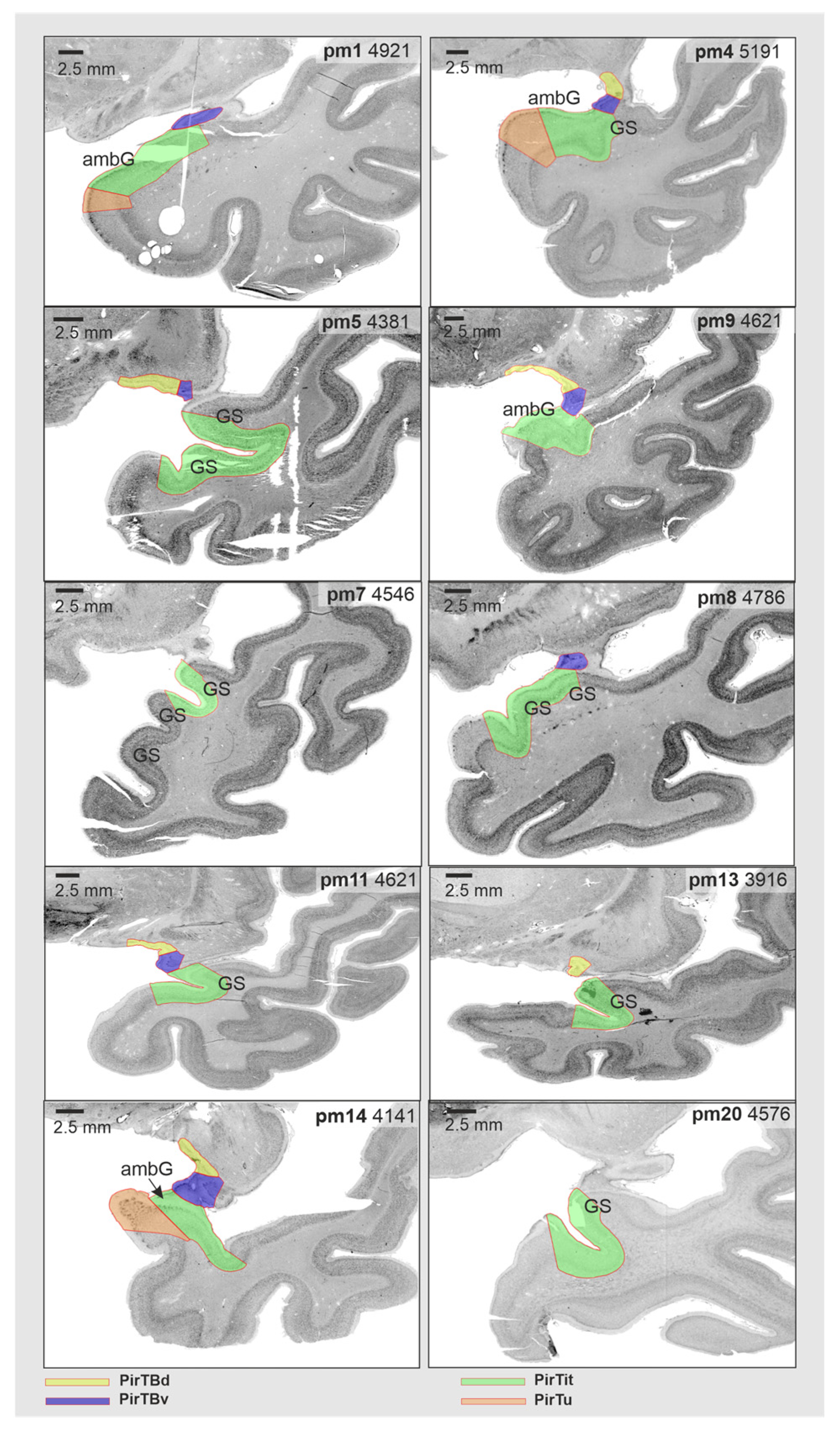Anatomia 03 00007 g006